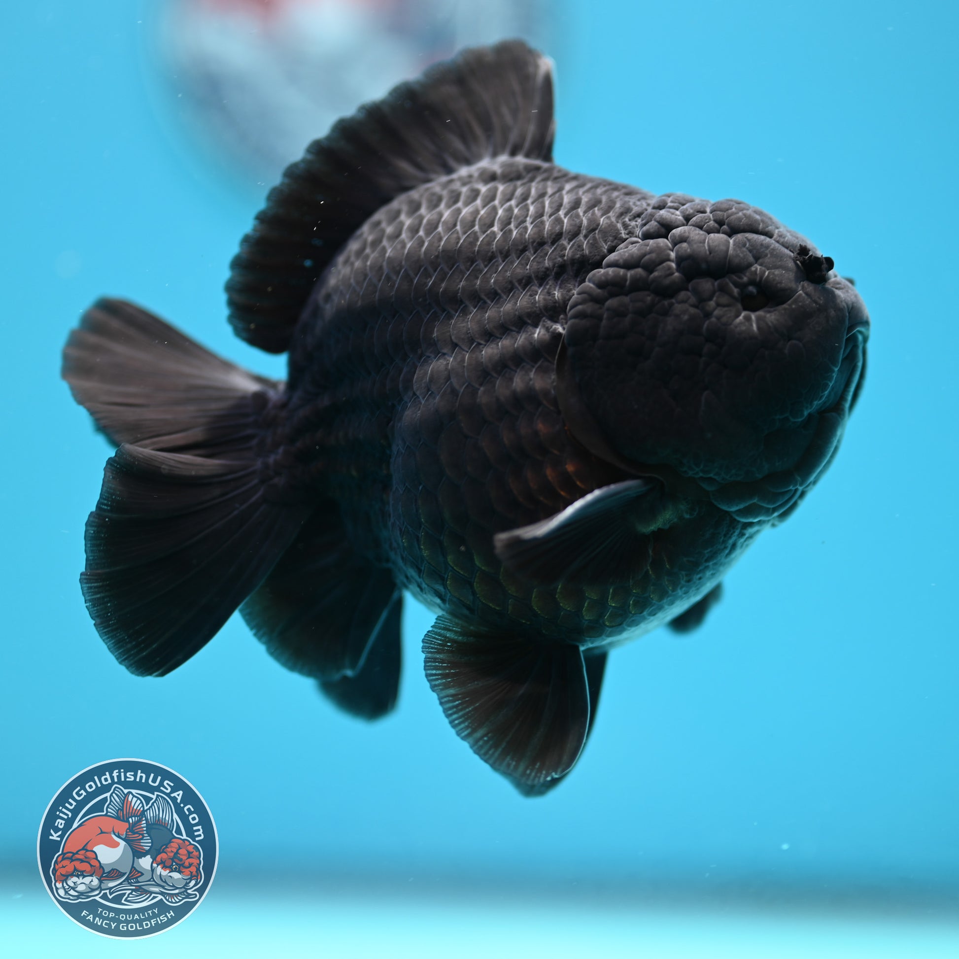 Shogun Jet Black Oranda 4 inch Body (260320_OR11)