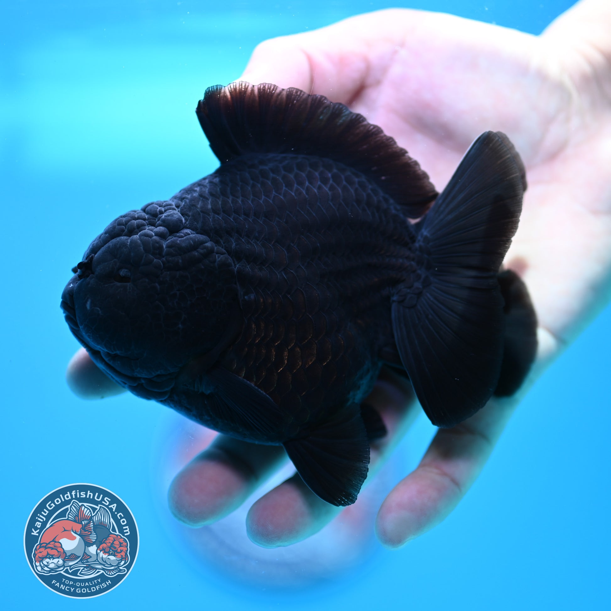 Shogun Jet Black Oranda 4 inch Body (260320_OR11)