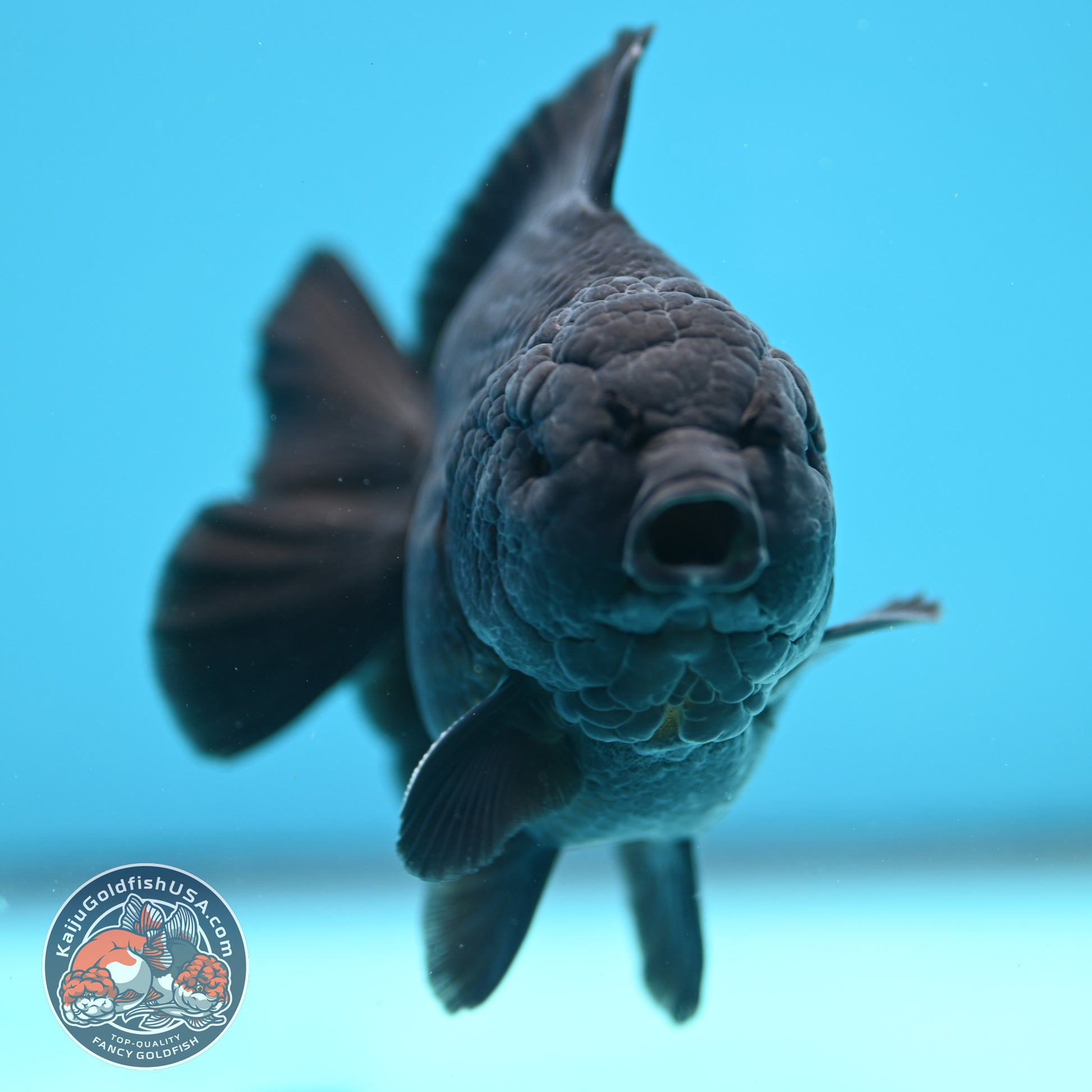 Shogun Jet Black Oranda 4 inch Body (260320_OR11)
