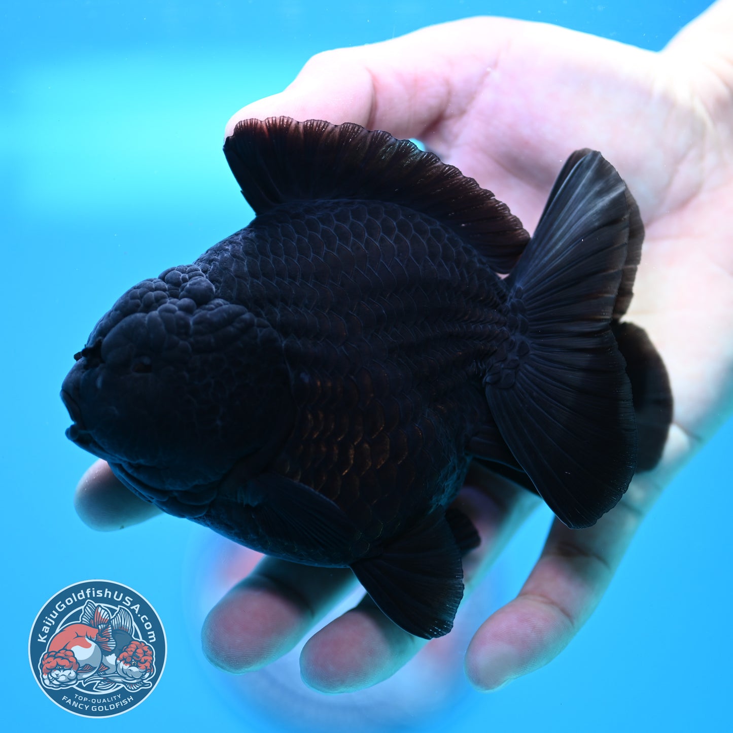 Shogun Jet Black Oranda 4 inch Body (260320_OR11)