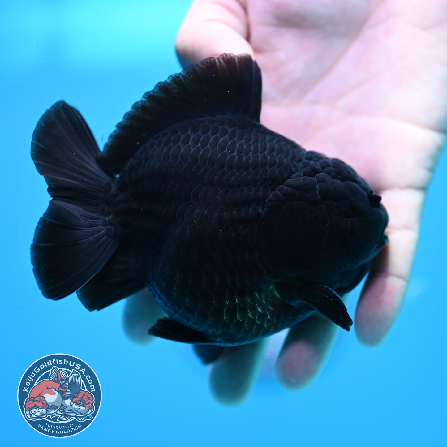 Shogun Jet Black Oranda 4 inch Body (260320_OR11)