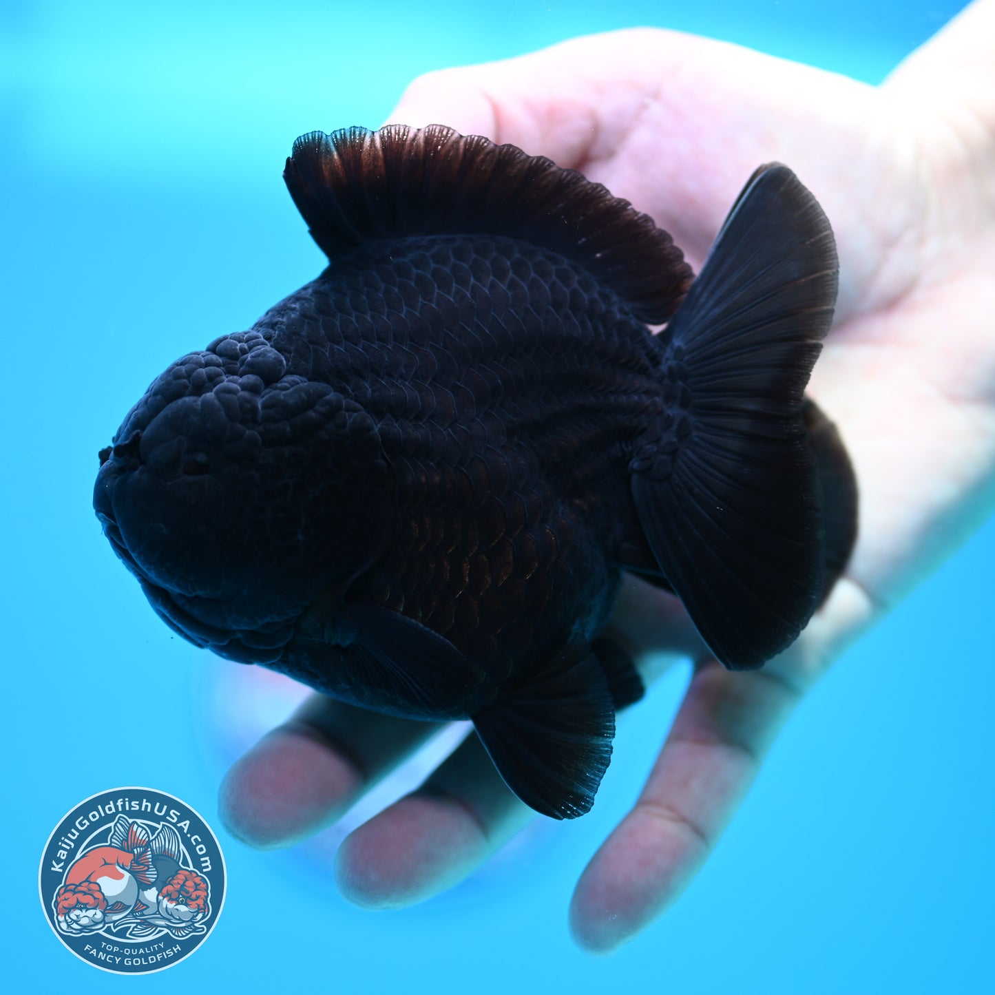Shogun Jet Black Oranda 4 inch Body (260320_OR11)