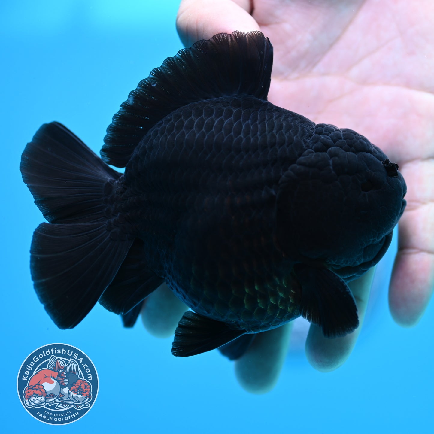 Shogun Jet Black Oranda 4 inch Body (260320_OR11)