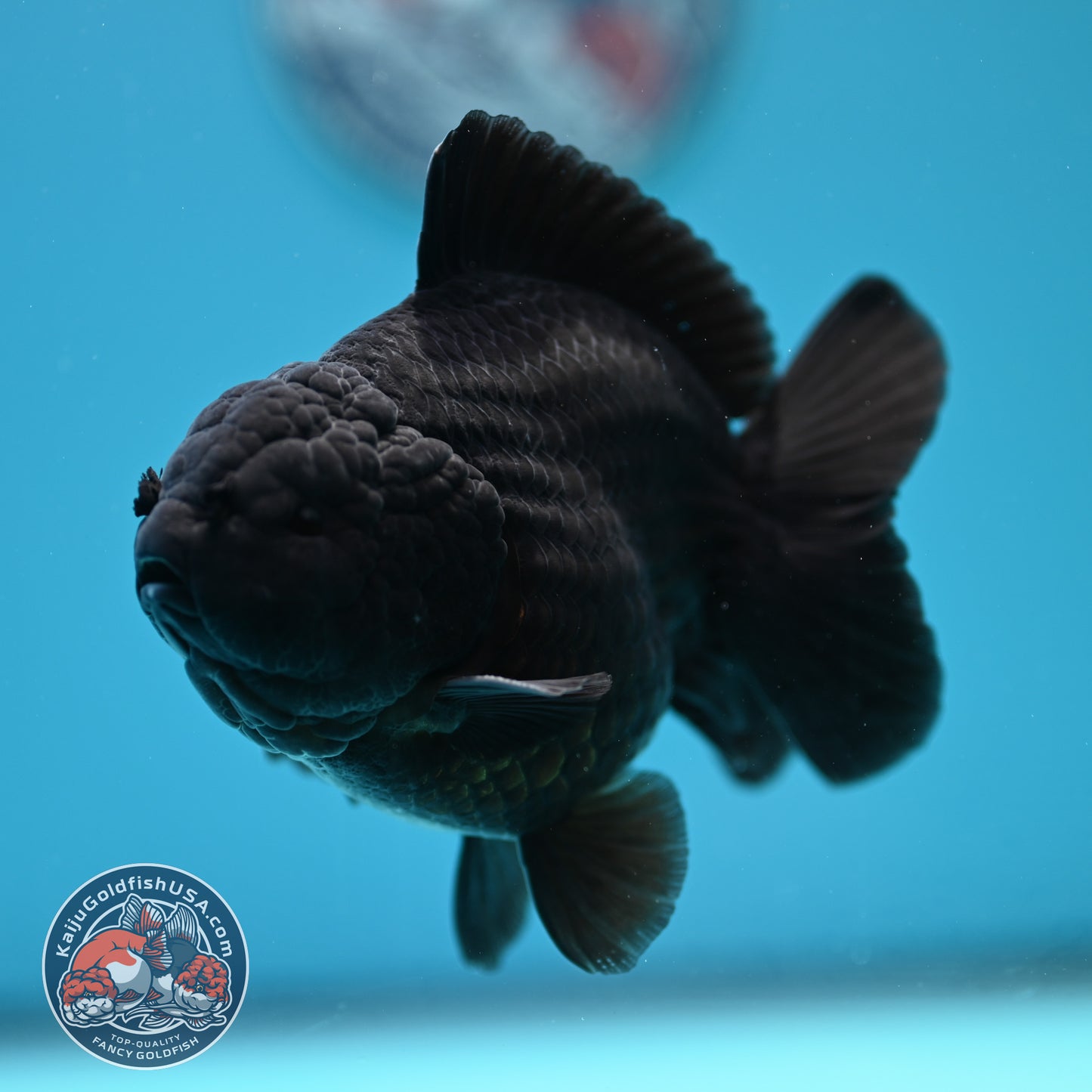 Shogun Jet Black Oranda 4 inch Body (260320_OR11)