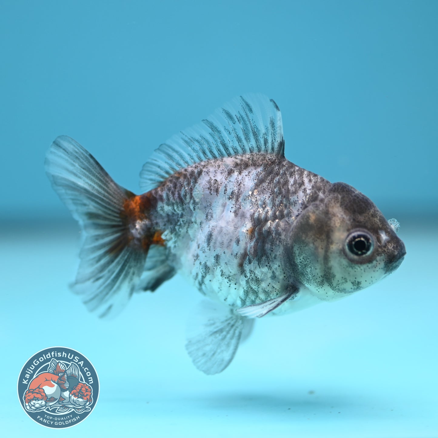 Shogun Juvenile Blue Based Kirin Oranda 3 inch Body (251205_OR03)