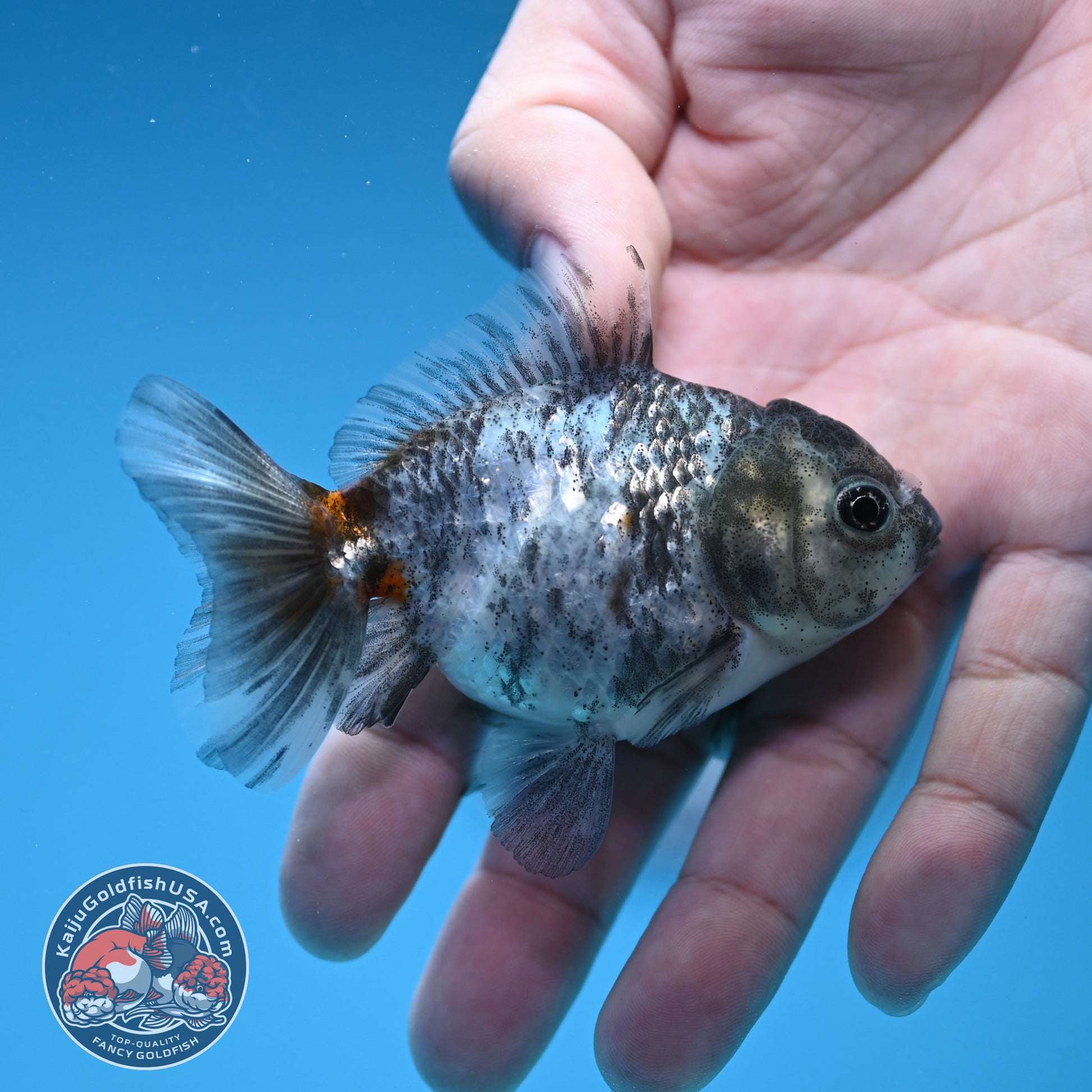 Shogun Juvenile Blue Based Kirin Oranda 3 inch Body (251205_OR03)