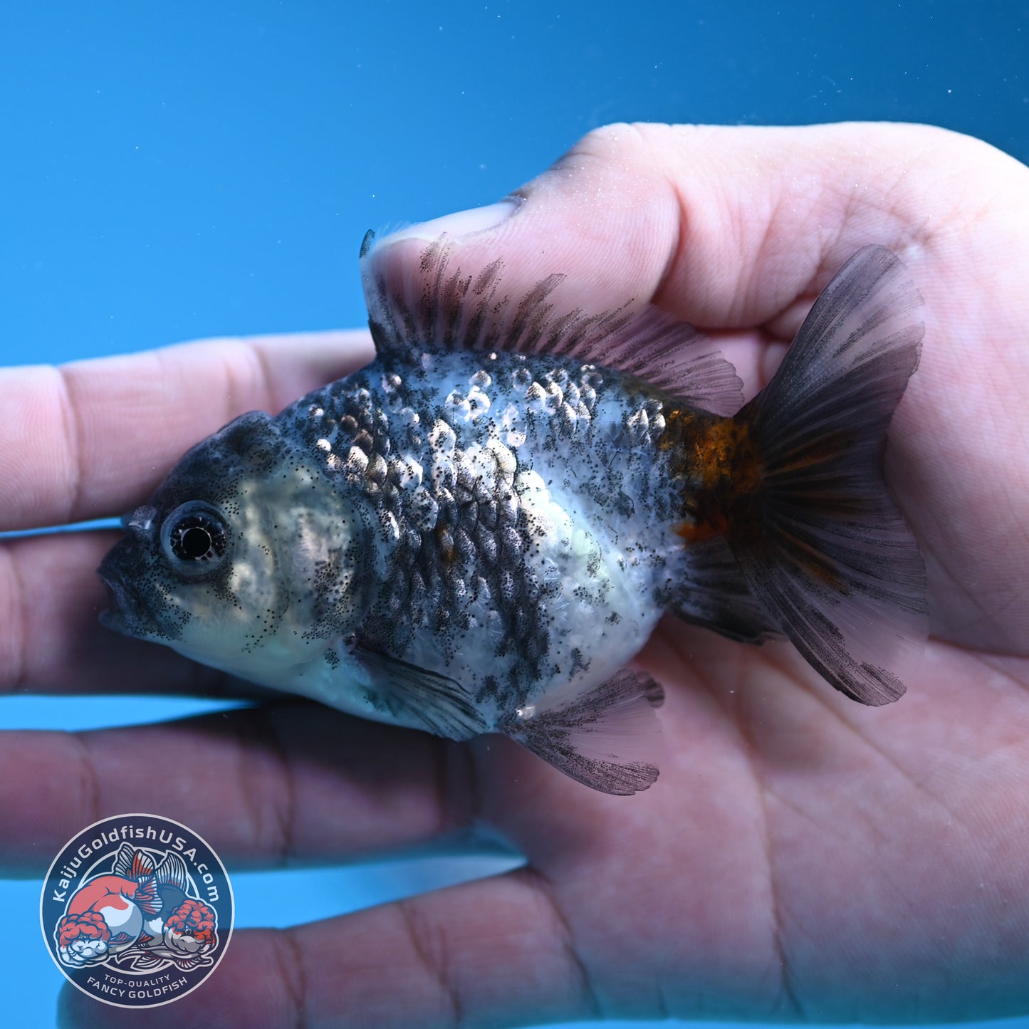 Shogun Juvenile Blue Based Kirin Oranda 3 inch Body (251205_OR03)