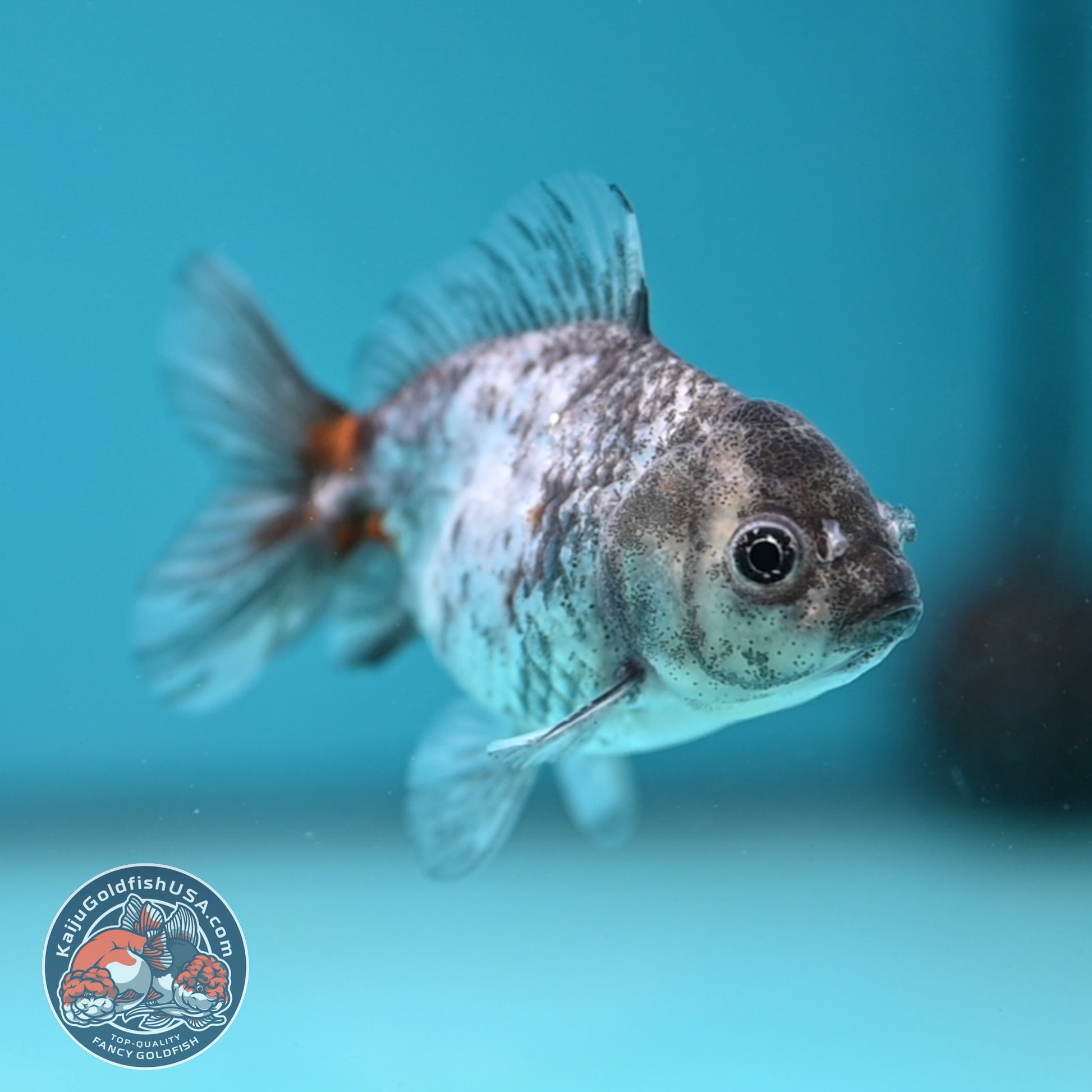 Shogun Juvenile Blue Based Kirin Oranda 3 inch Body (251205_OR03)