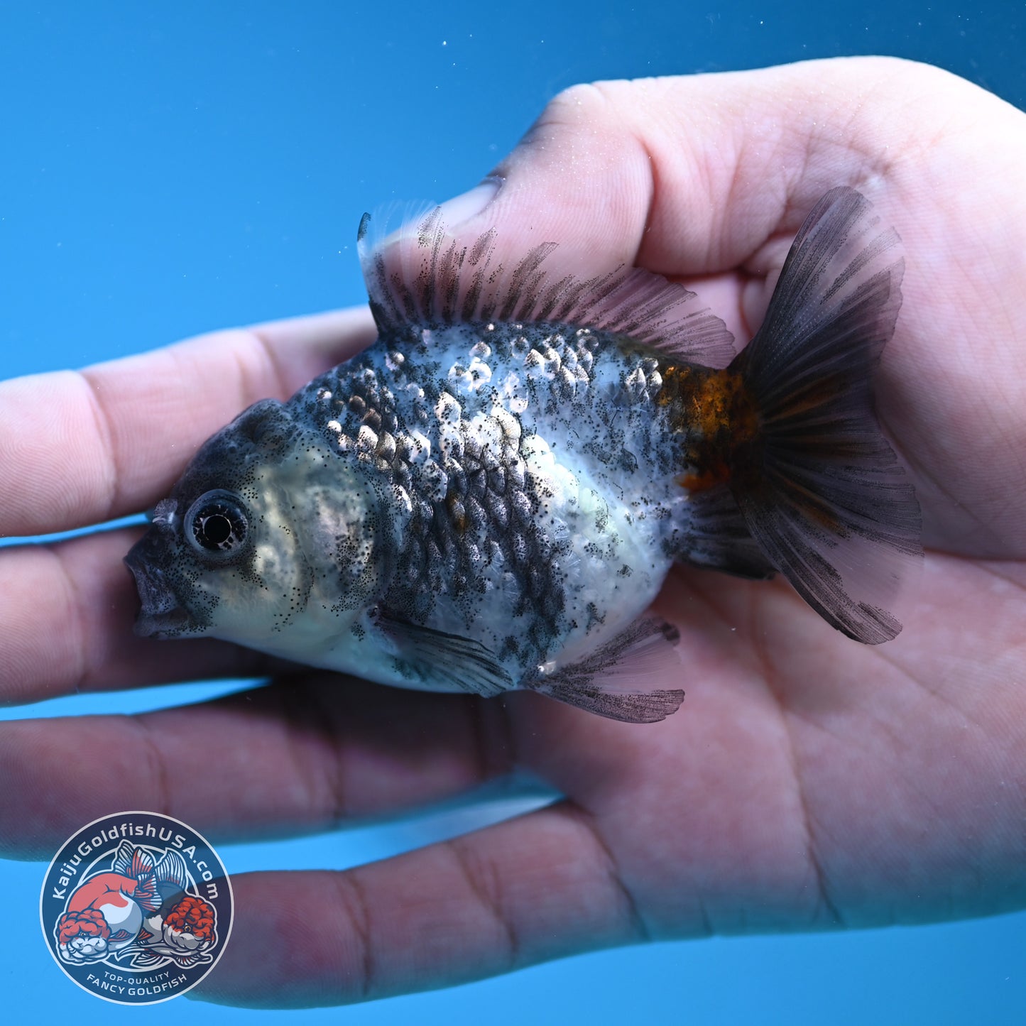 Shogun Juvenile Blue Based Kirin Oranda 3 inch Body (251205_OR03)