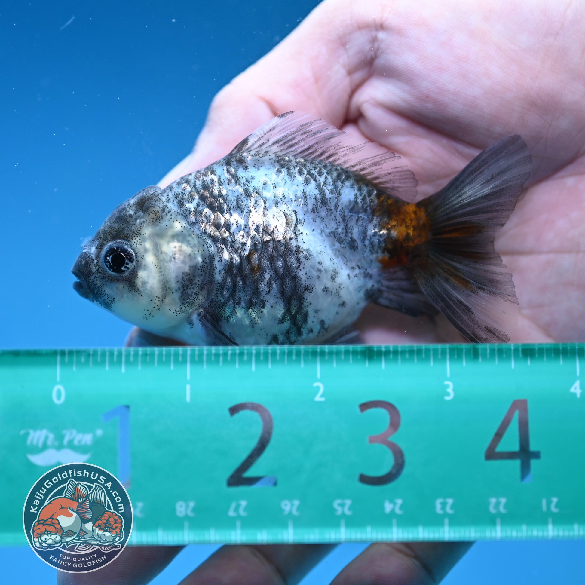 Shogun Juvenile Blue Based Kirin Oranda 3 inch Body (251205_OR03)