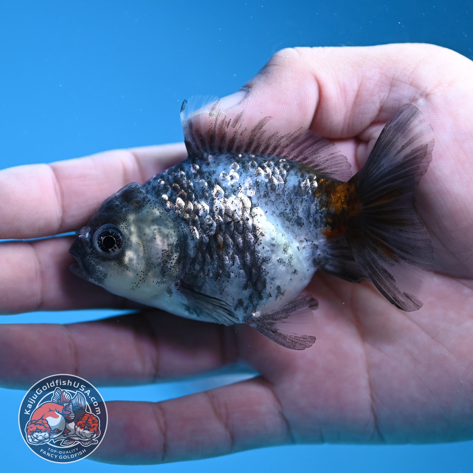 Shogun Juvenile Blue Based Kirin Oranda 3 inch Body (251205_OR03)