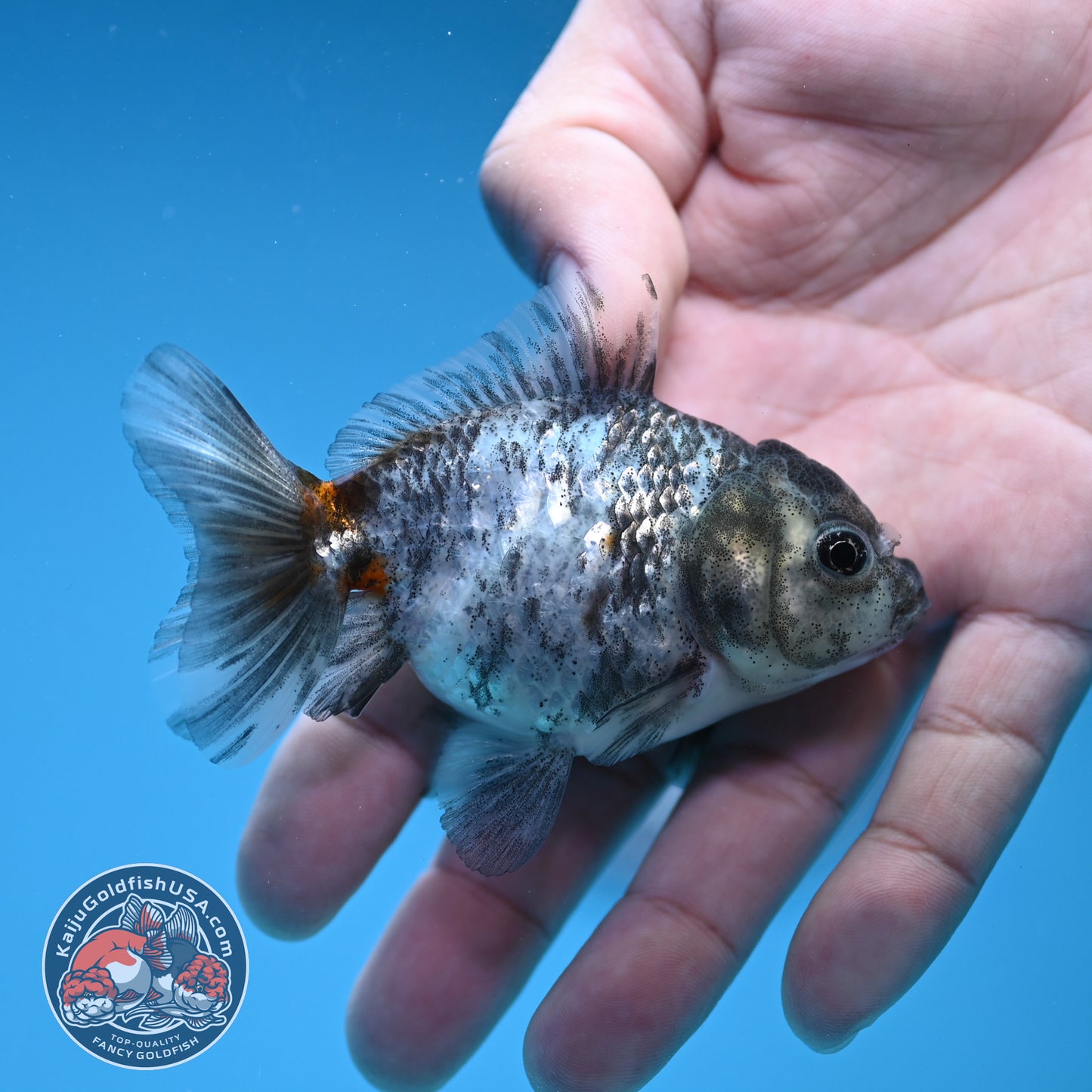 Shogun Juvenile Blue Based Kirin Oranda 3 inch Body (251205_OR03)
