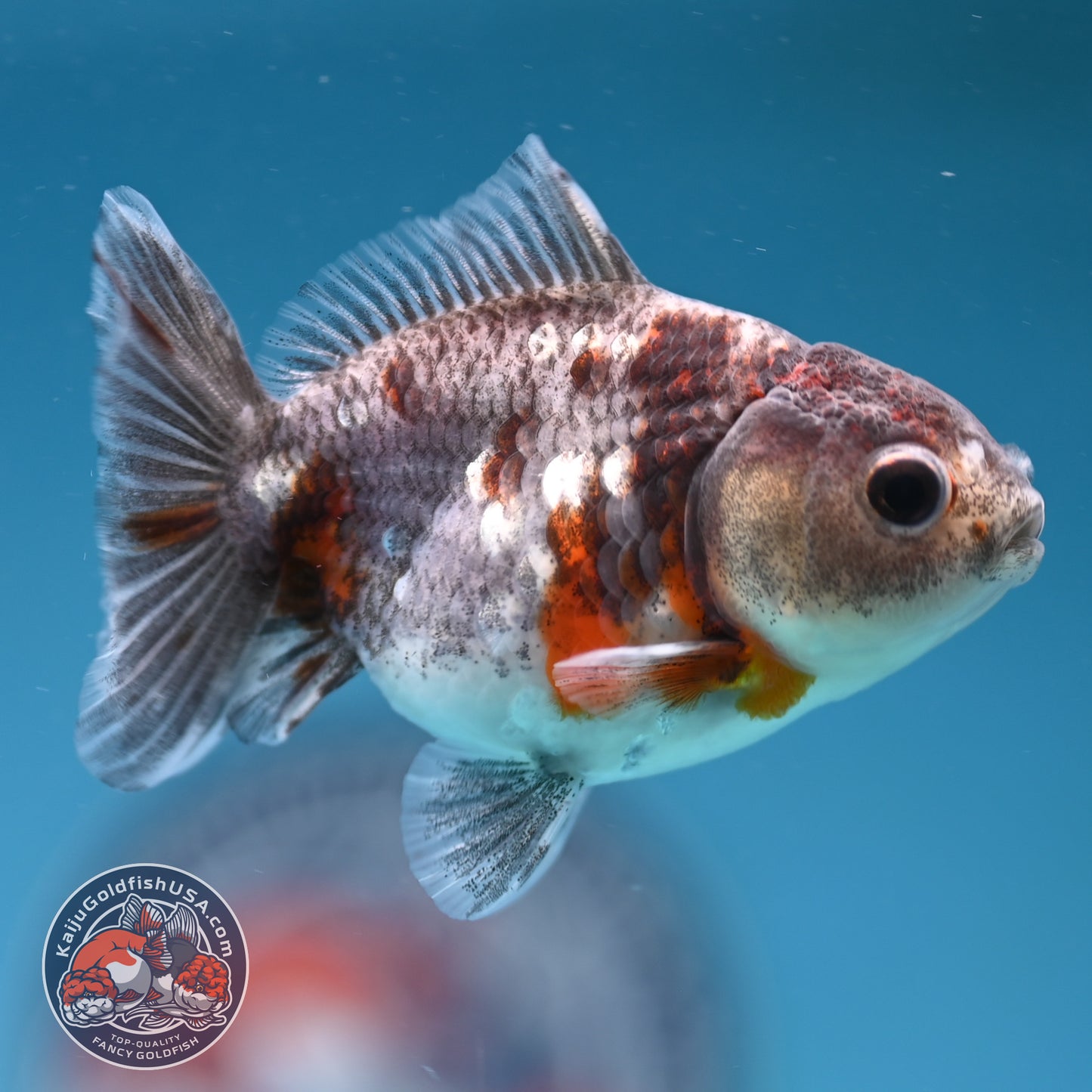 Shogun Juvenile Blue Based Kirin Oranda 3 inch Body (251205_OR06)