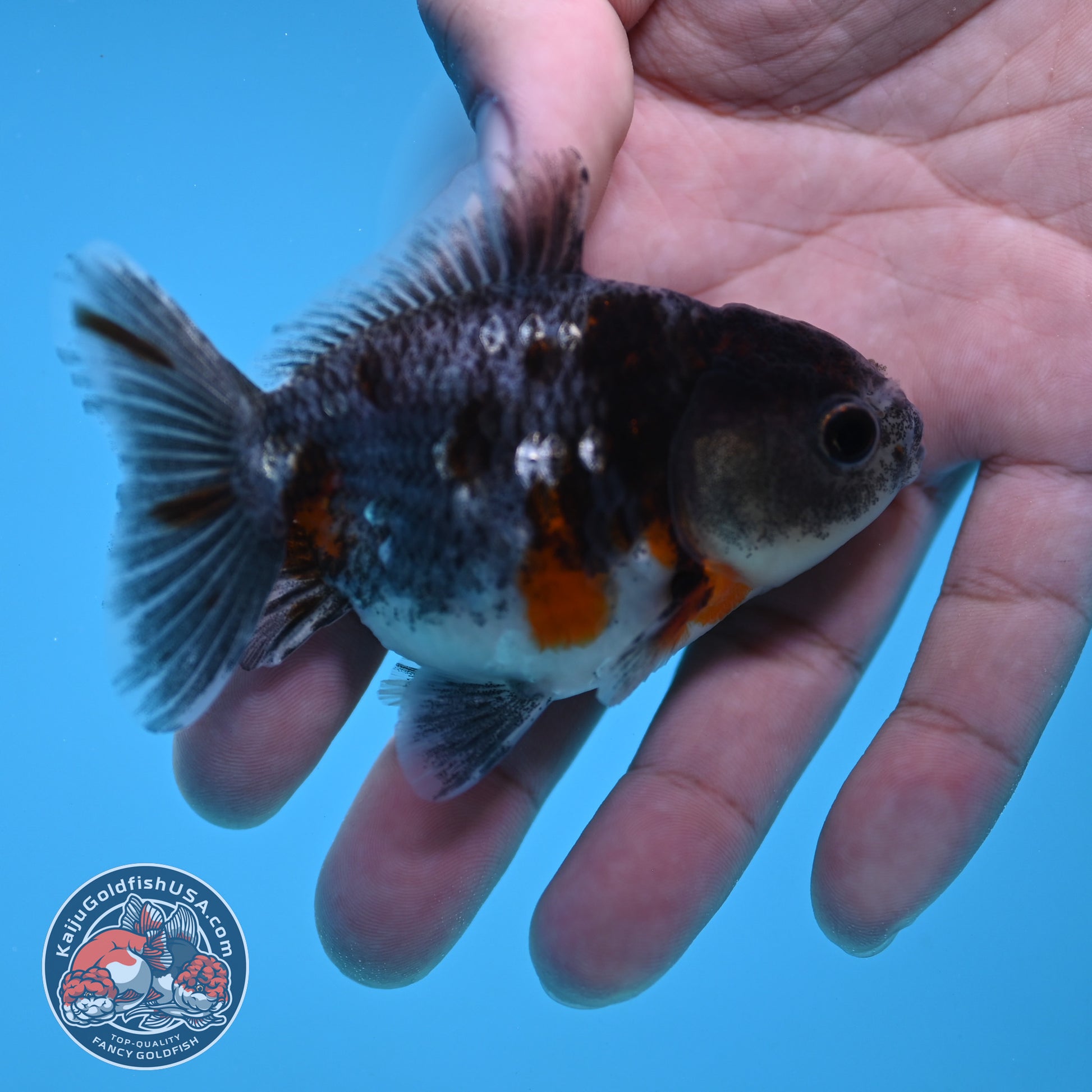 Shogun Juvenile Blue Based Kirin Oranda 3 inch Body (251205_OR06)