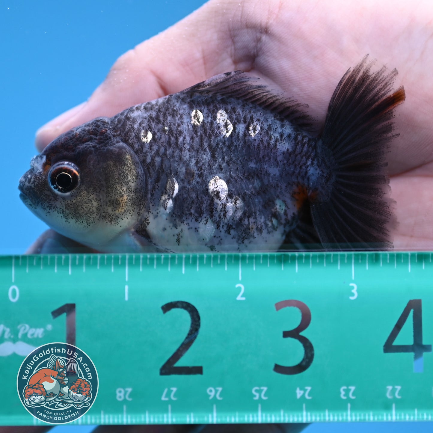 Shogun Juvenile Blue Based Kirin Oranda 3 inch Body (251205_OR06)