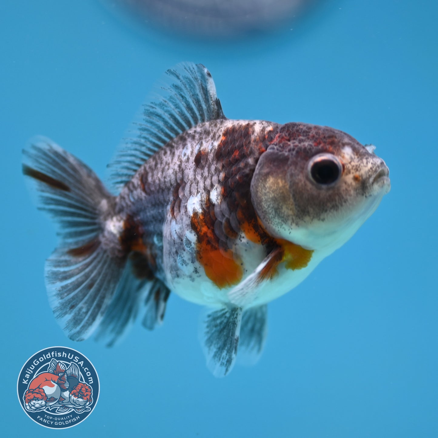 Shogun Juvenile Blue Based Kirin Oranda 3 inch Body (251205_OR06)