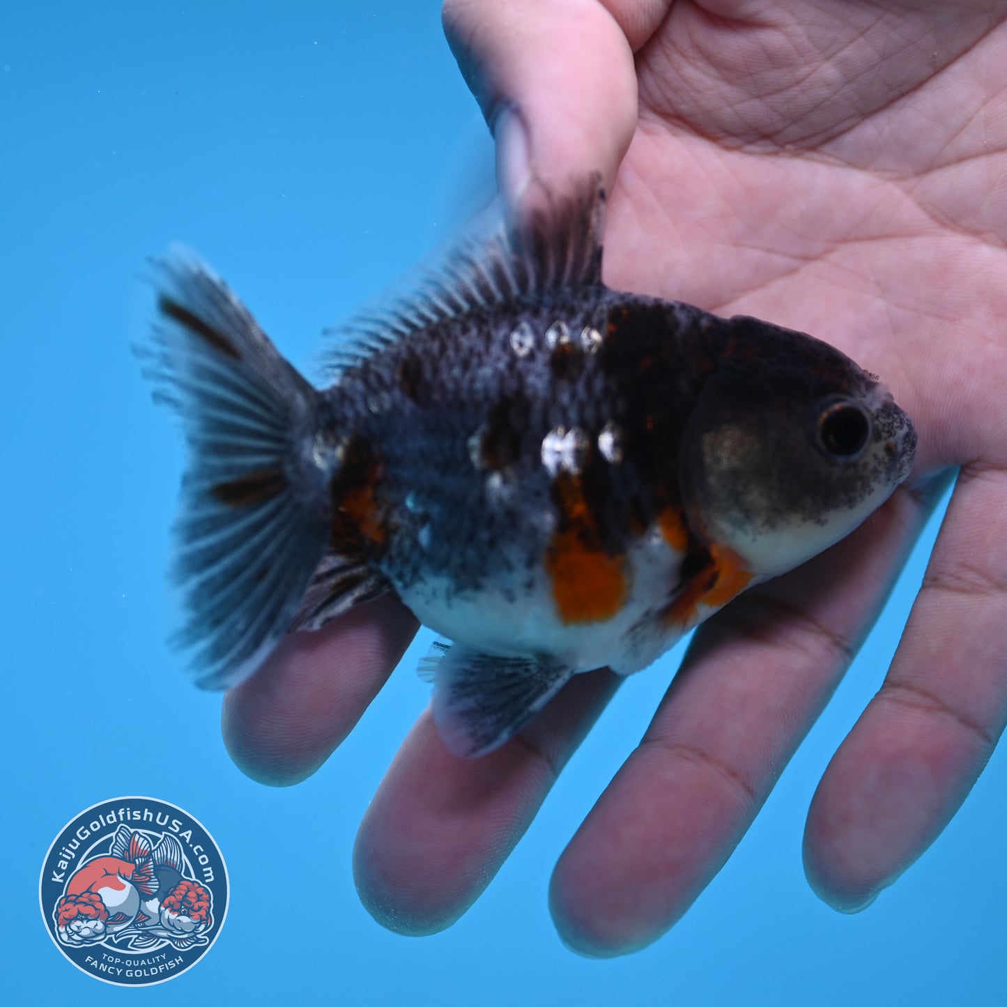 Shogun Juvenile Blue Based Kirin Oranda 3 inch Body (251205_OR06)