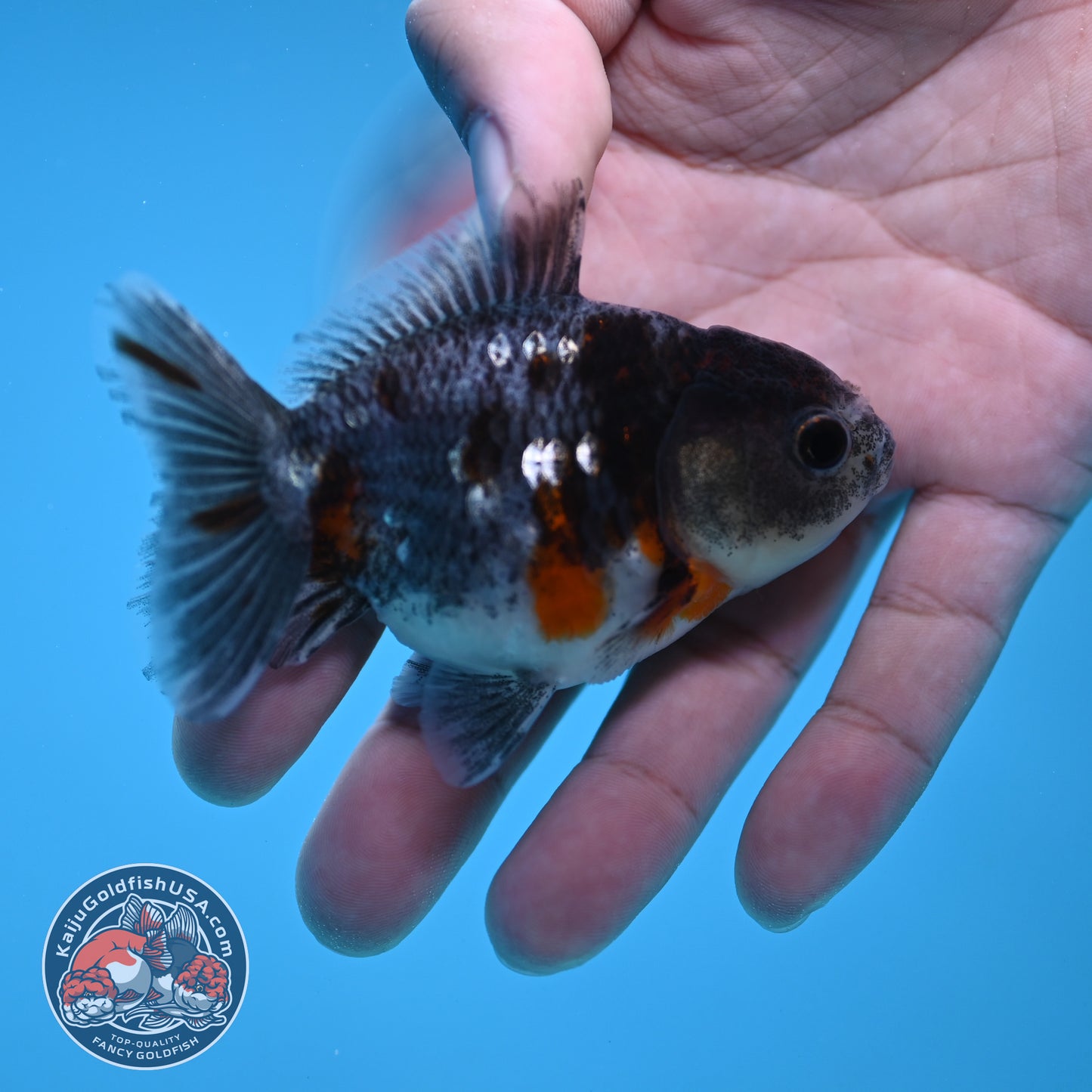 Shogun Juvenile Blue Based Kirin Oranda 3 inch Body (251205_OR06)