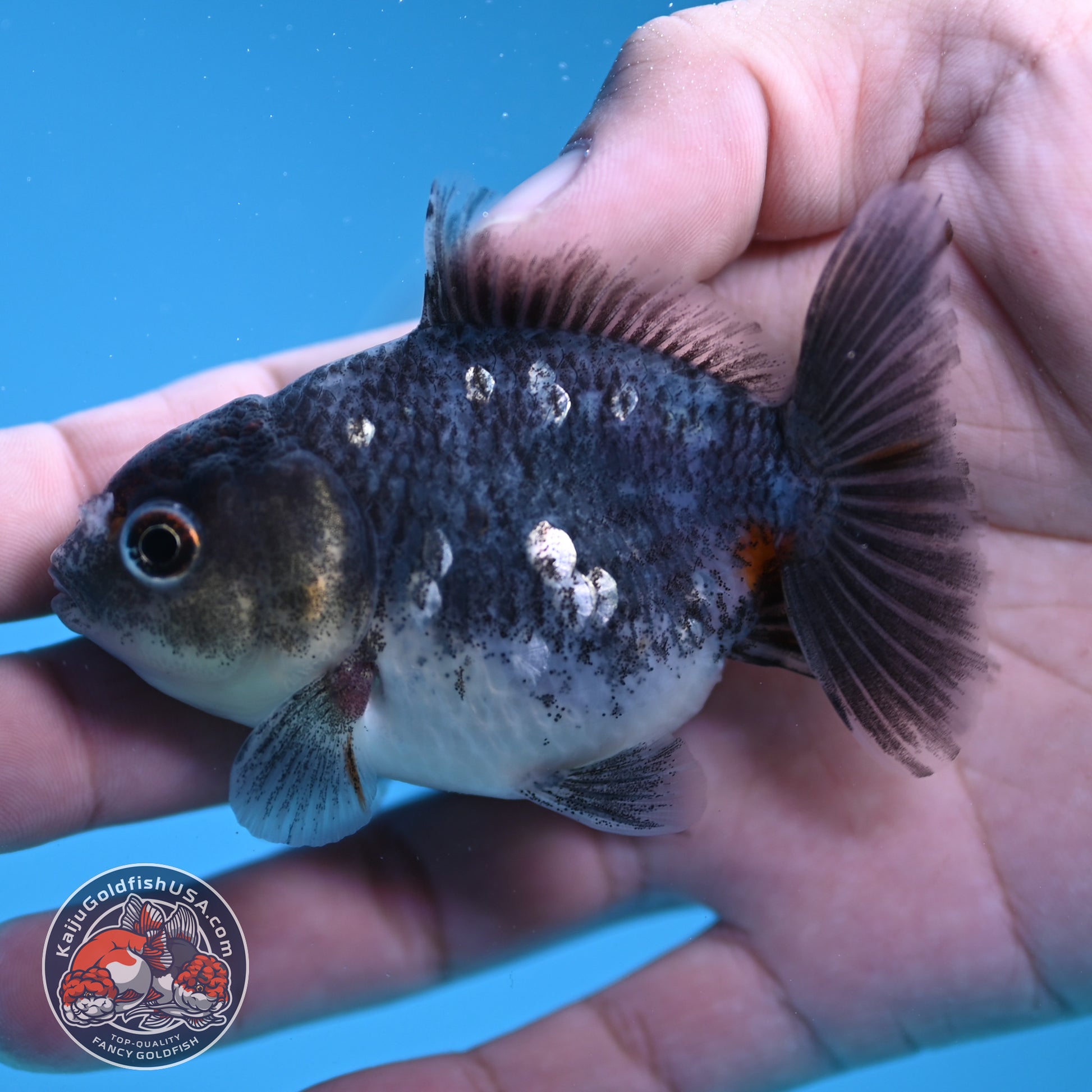 Shogun Juvenile Blue Based Kirin Oranda 3 inch Body (251205_OR06)