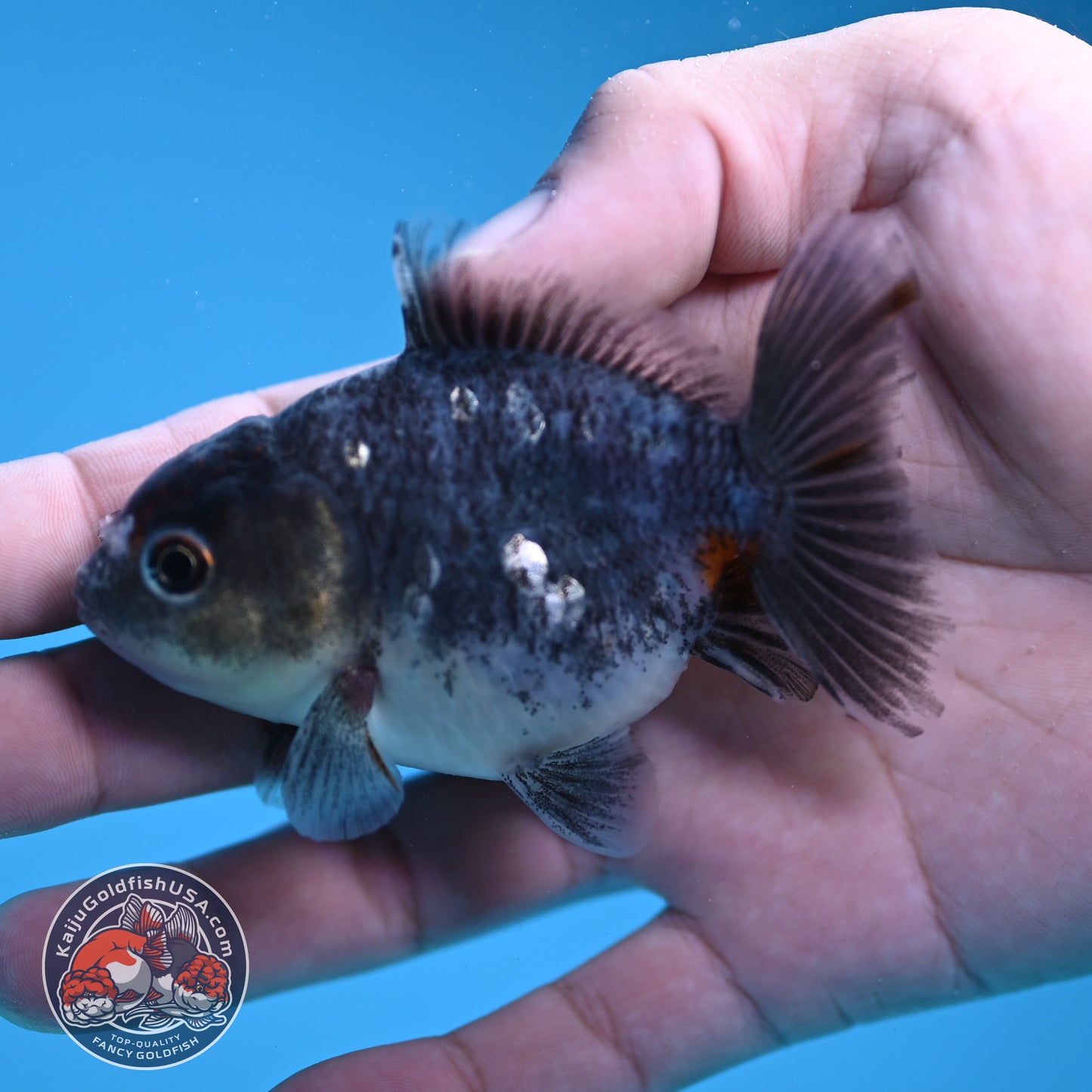 Shogun Juvenile Blue Based Kirin Oranda 3 inch Body (251205_OR06)