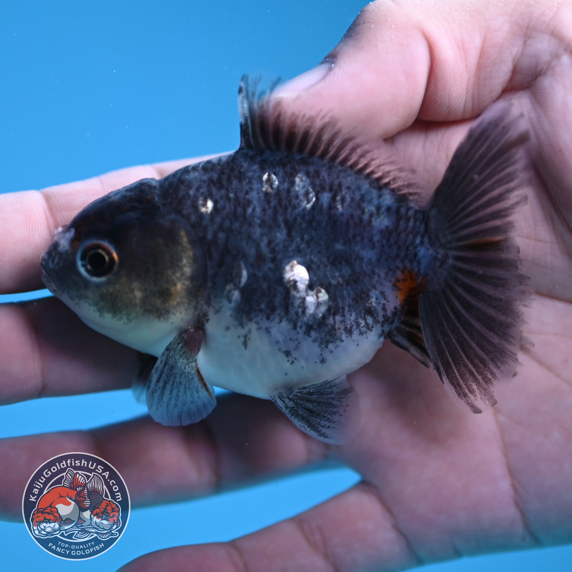 Shogun Juvenile Blue Based Kirin Oranda 3 inch Body (251205_OR06)