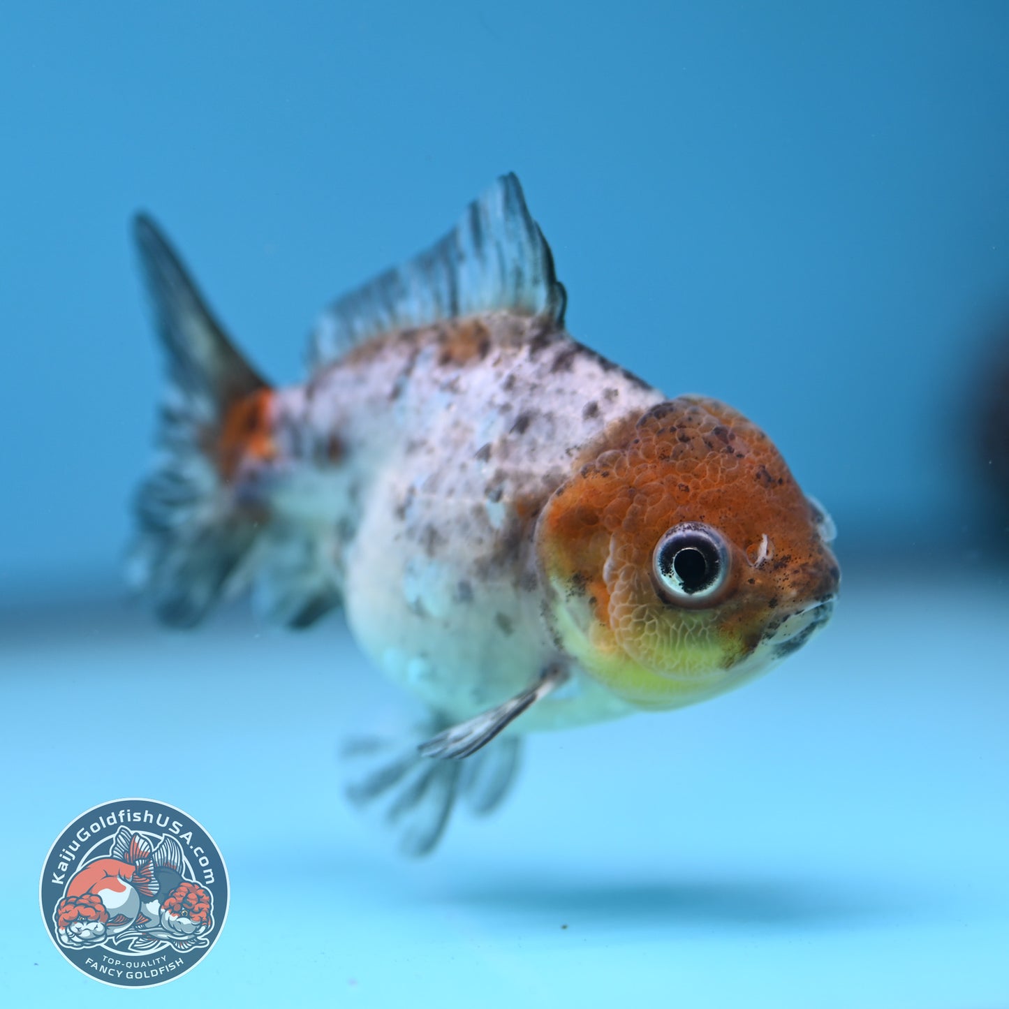 Shogun Juvenile Blue Based Oranda 3 inch Body (251205_OR02)