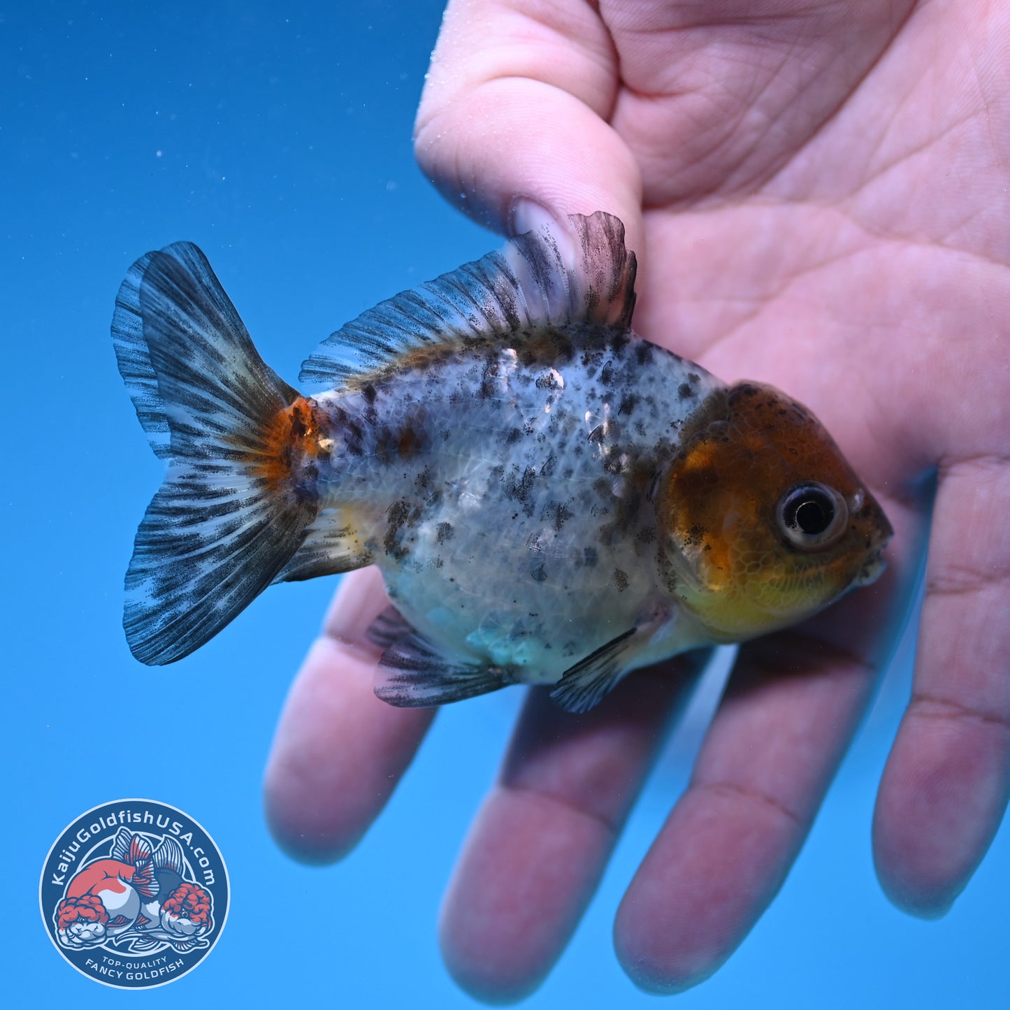 Shogun Juvenile Blue Based Oranda 3 inch Body (251205_OR02)