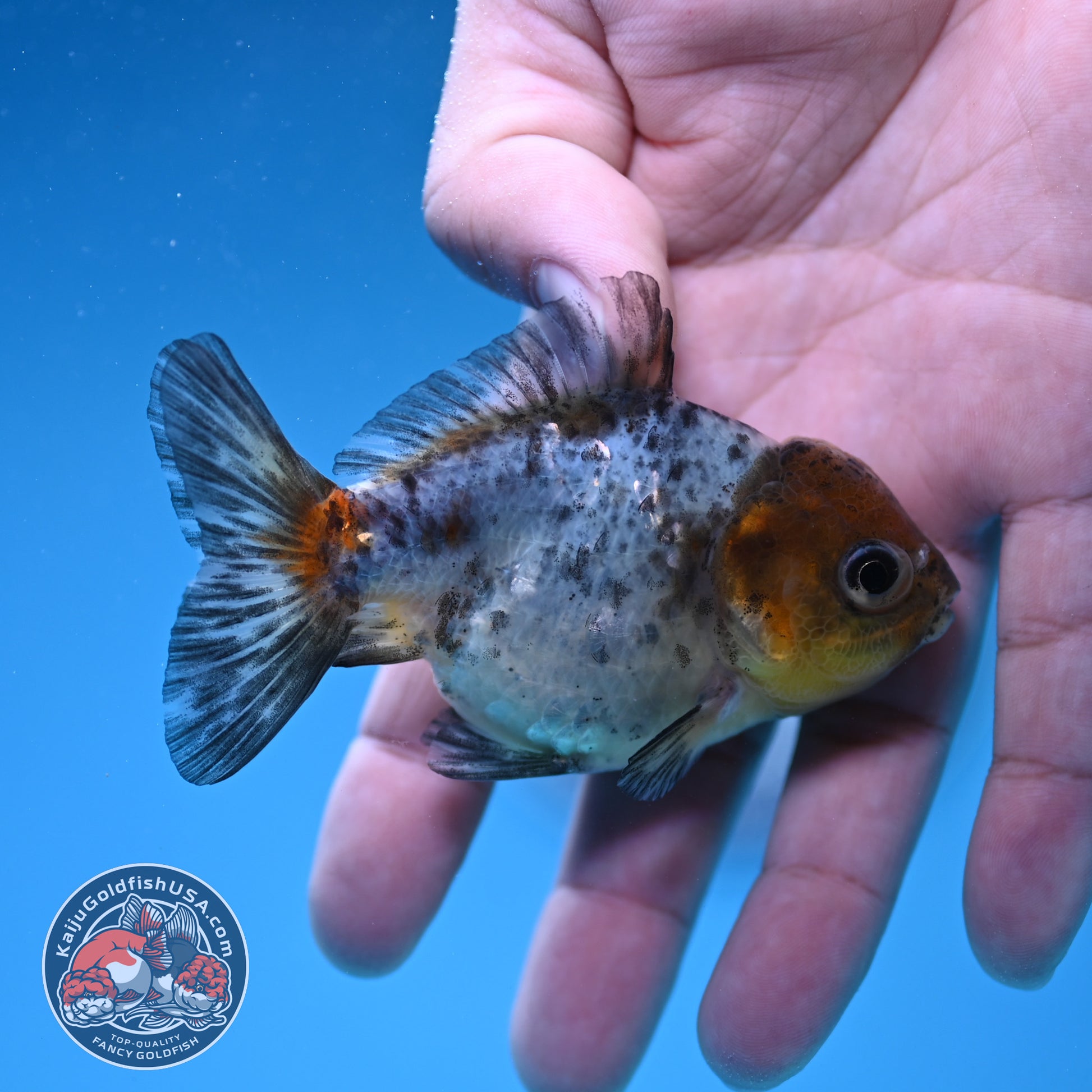 Shogun Juvenile Blue Based Oranda 3 inch Body (251205_OR02)