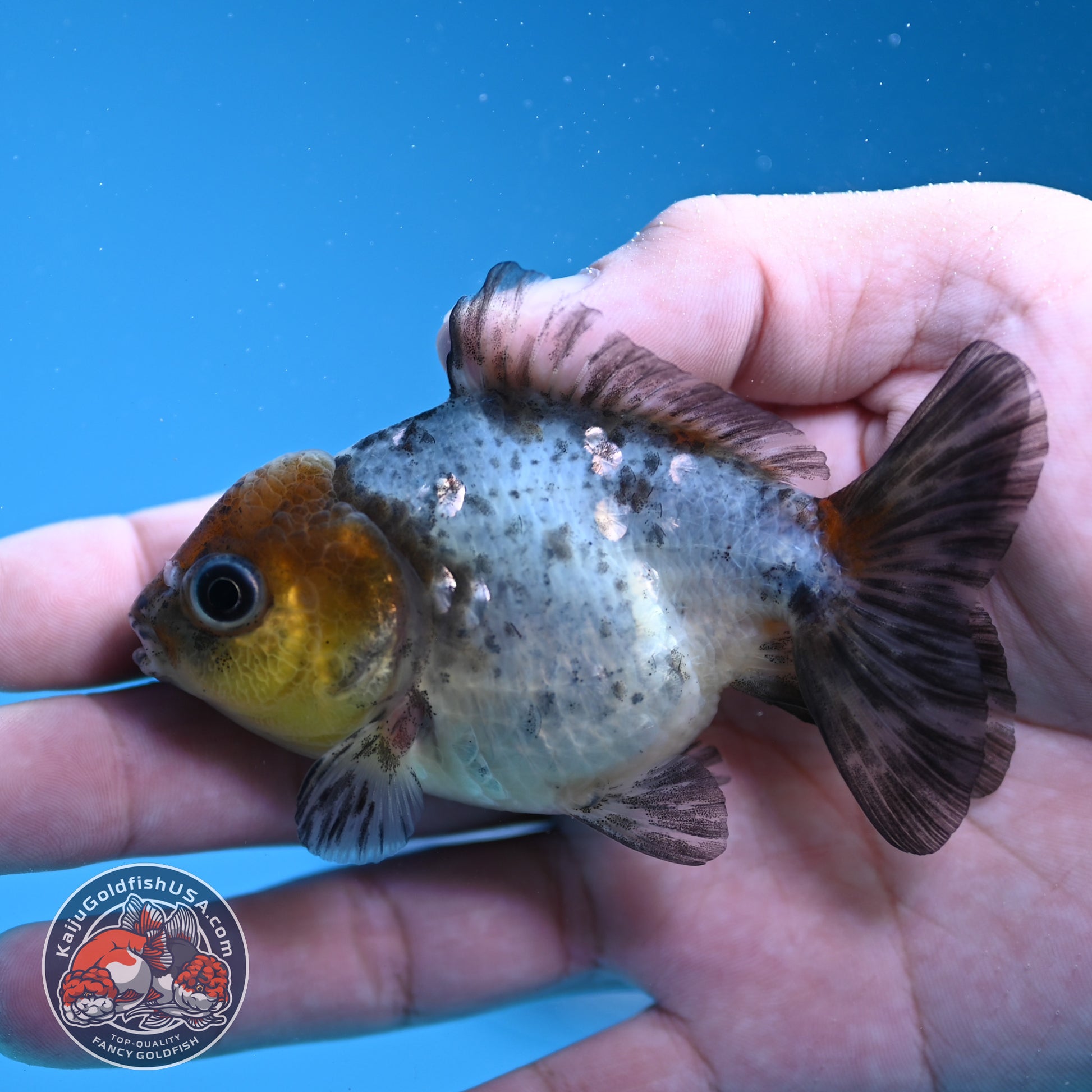 Shogun Juvenile Blue Based Oranda 3 inch Body (251205_OR02)