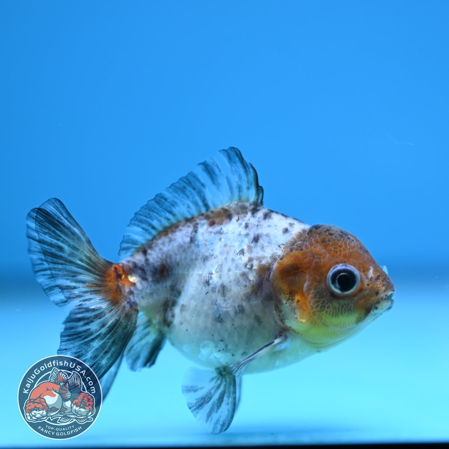 Shogun Juvenile Blue Based Oranda 3 inch Body (251205_OR02)