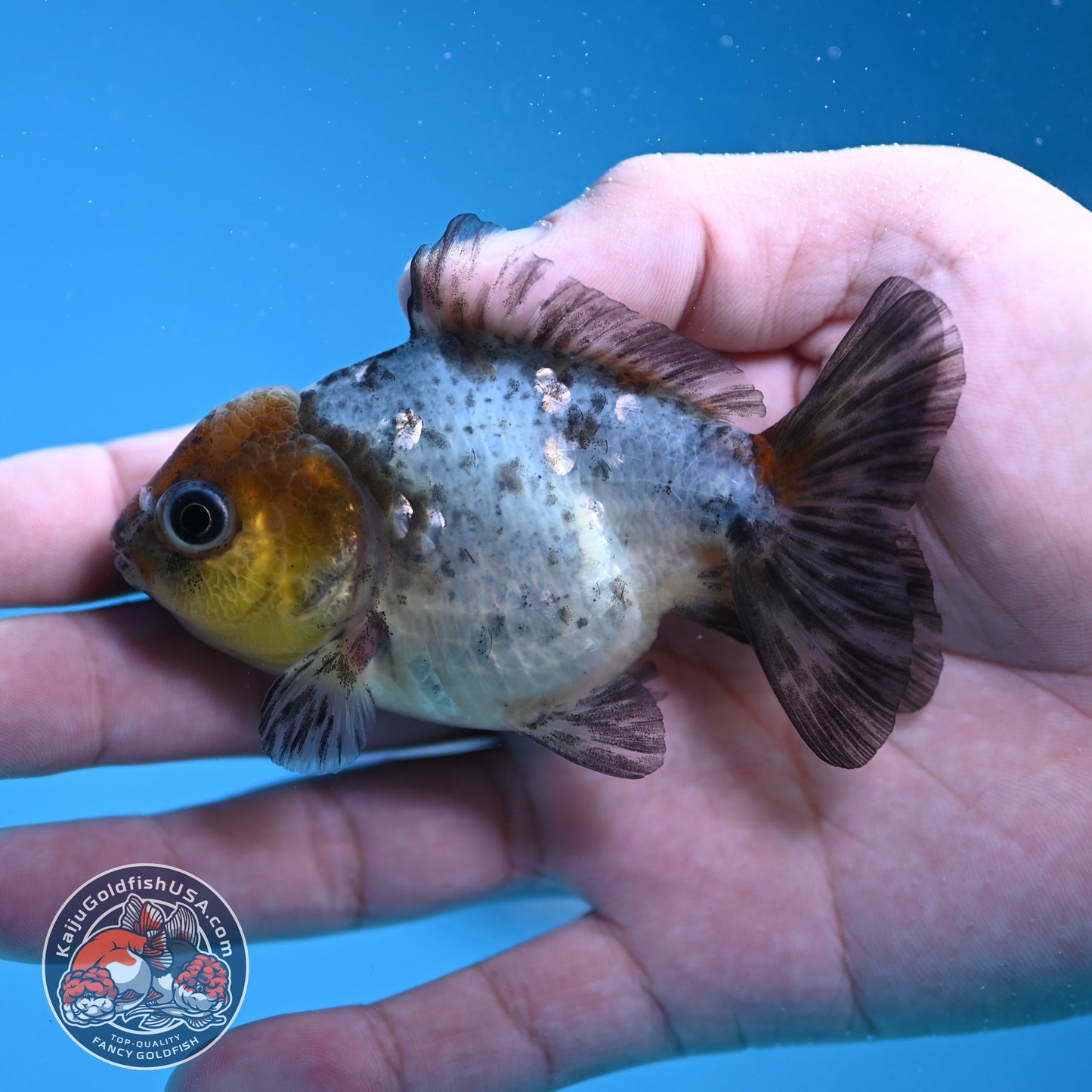 Shogun Juvenile Blue Based Oranda 3 inch Body (251205_OR02)