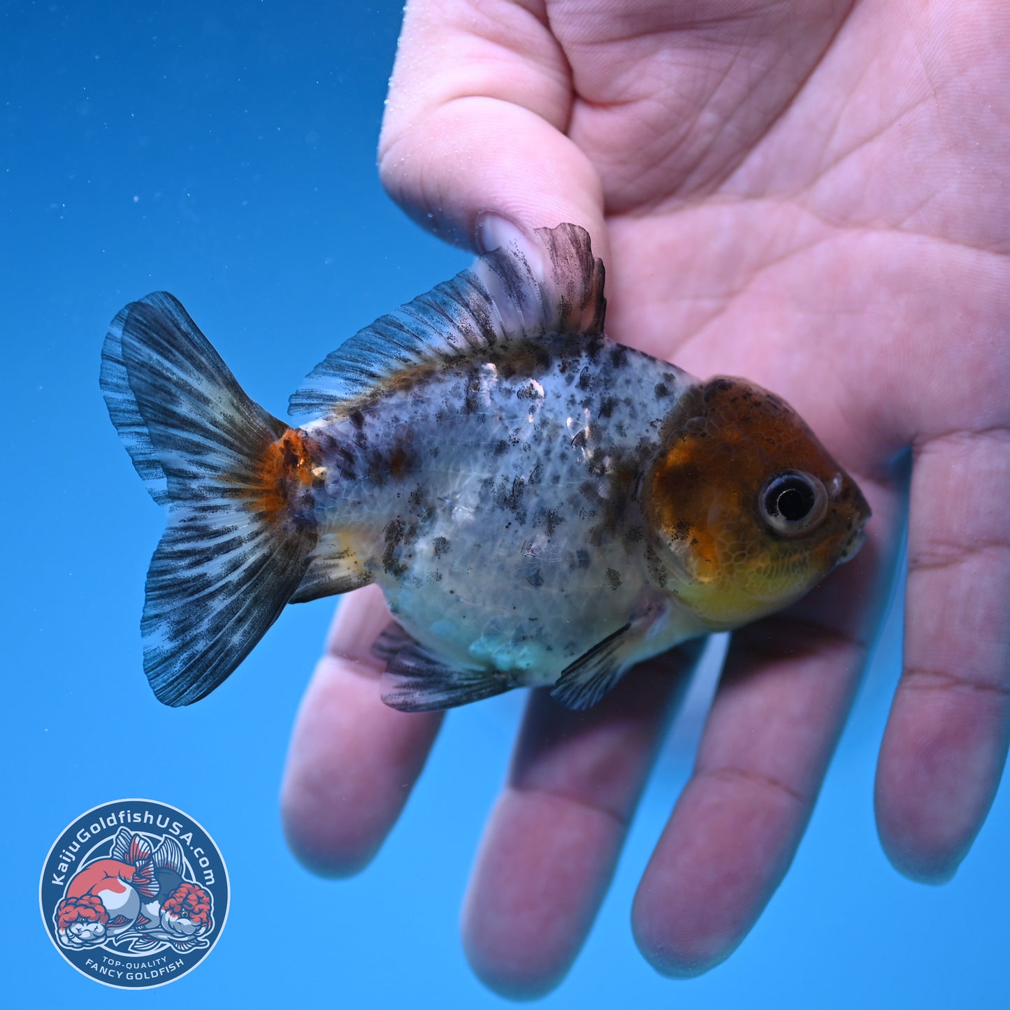 Shogun Juvenile Blue Based Oranda 3 inch Body (251205_OR02)