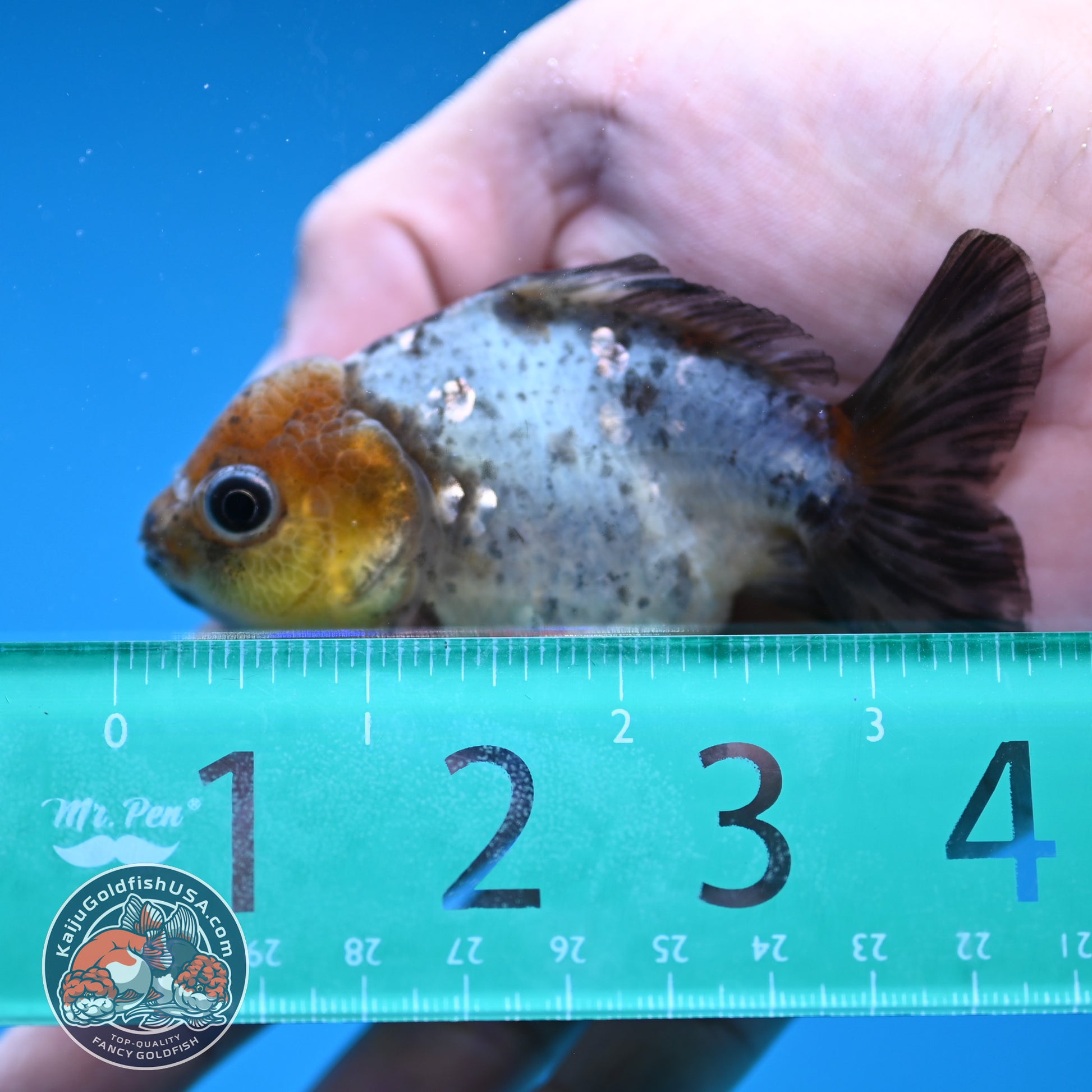 Shogun Juvenile Blue Based Oranda 3 inch Body (251205_OR02)