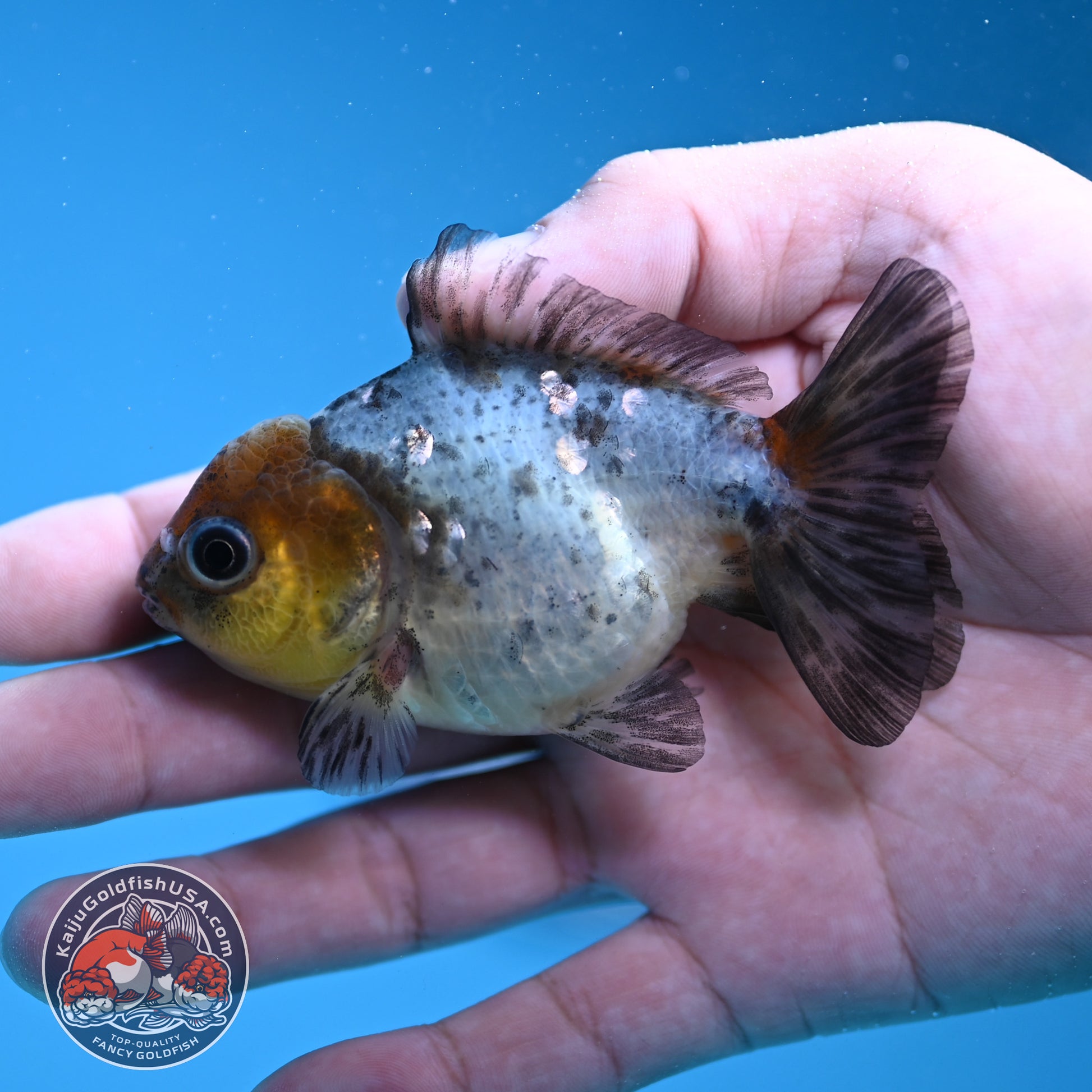 Shogun Juvenile Blue Based Oranda 3 inch Body (251205_OR02)