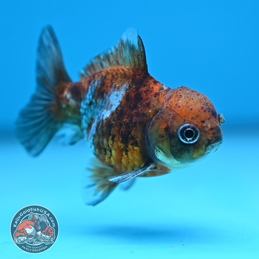 Shogun Juvenile Blue Based Oranda 3 inch Body (251205_OR04)