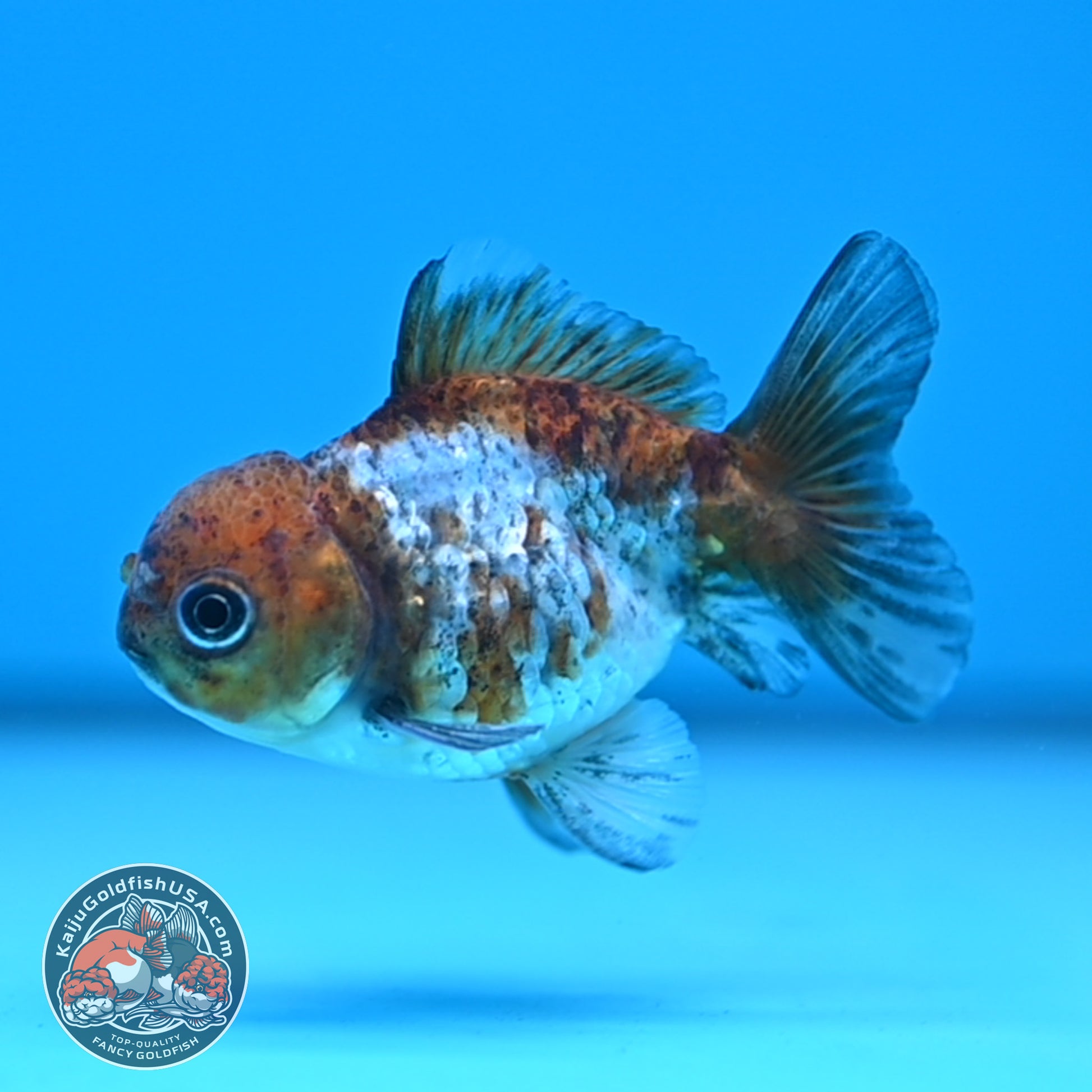 Shogun Juvenile Blue Based Oranda 3 inch Body (251205_OR04)