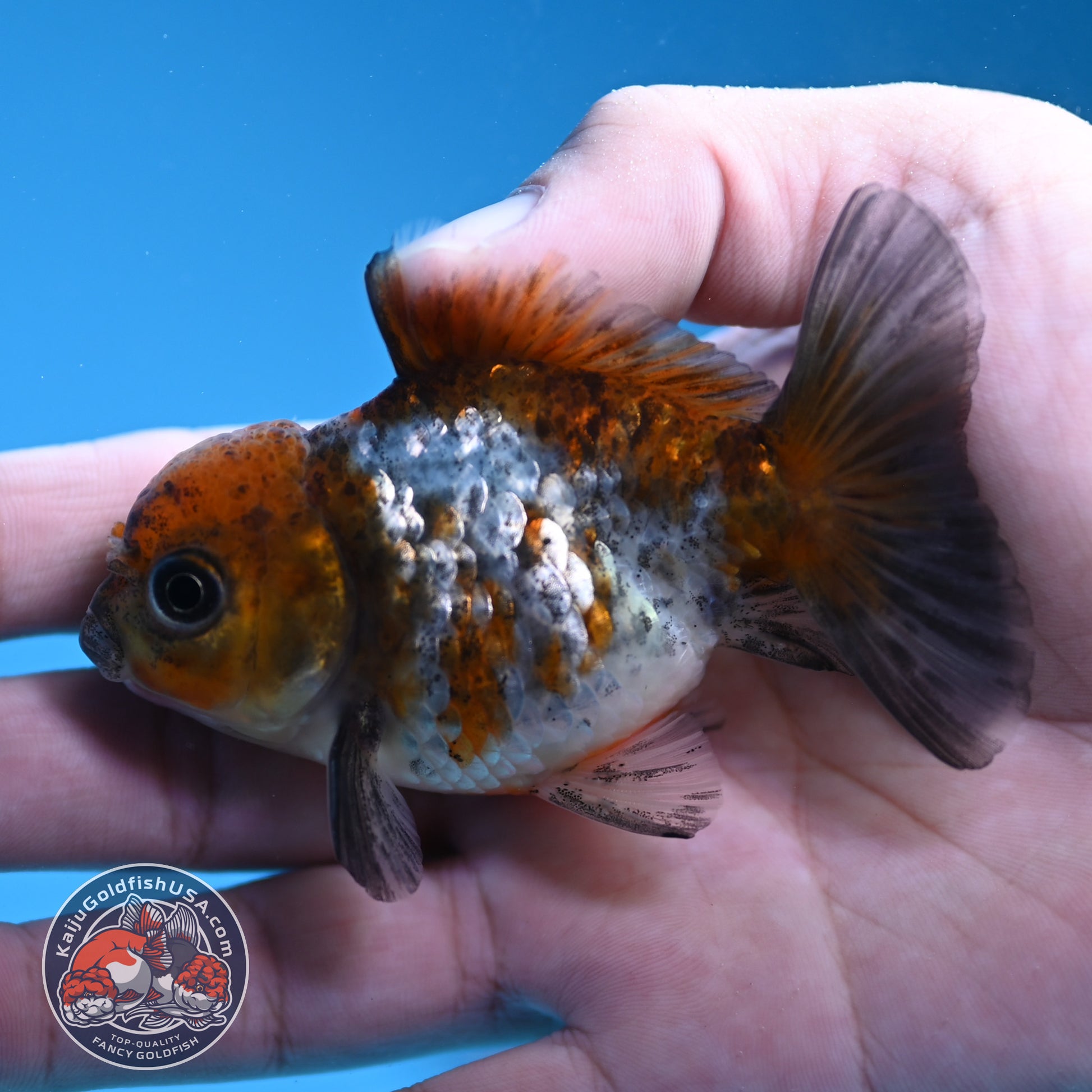 Shogun Juvenile Blue Based Oranda 3 inch Body (251205_OR04)