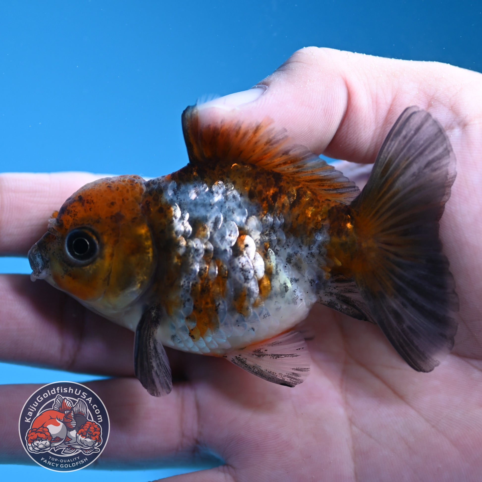 Shogun Juvenile Blue Based Oranda 3 inch Body (251205_OR04)