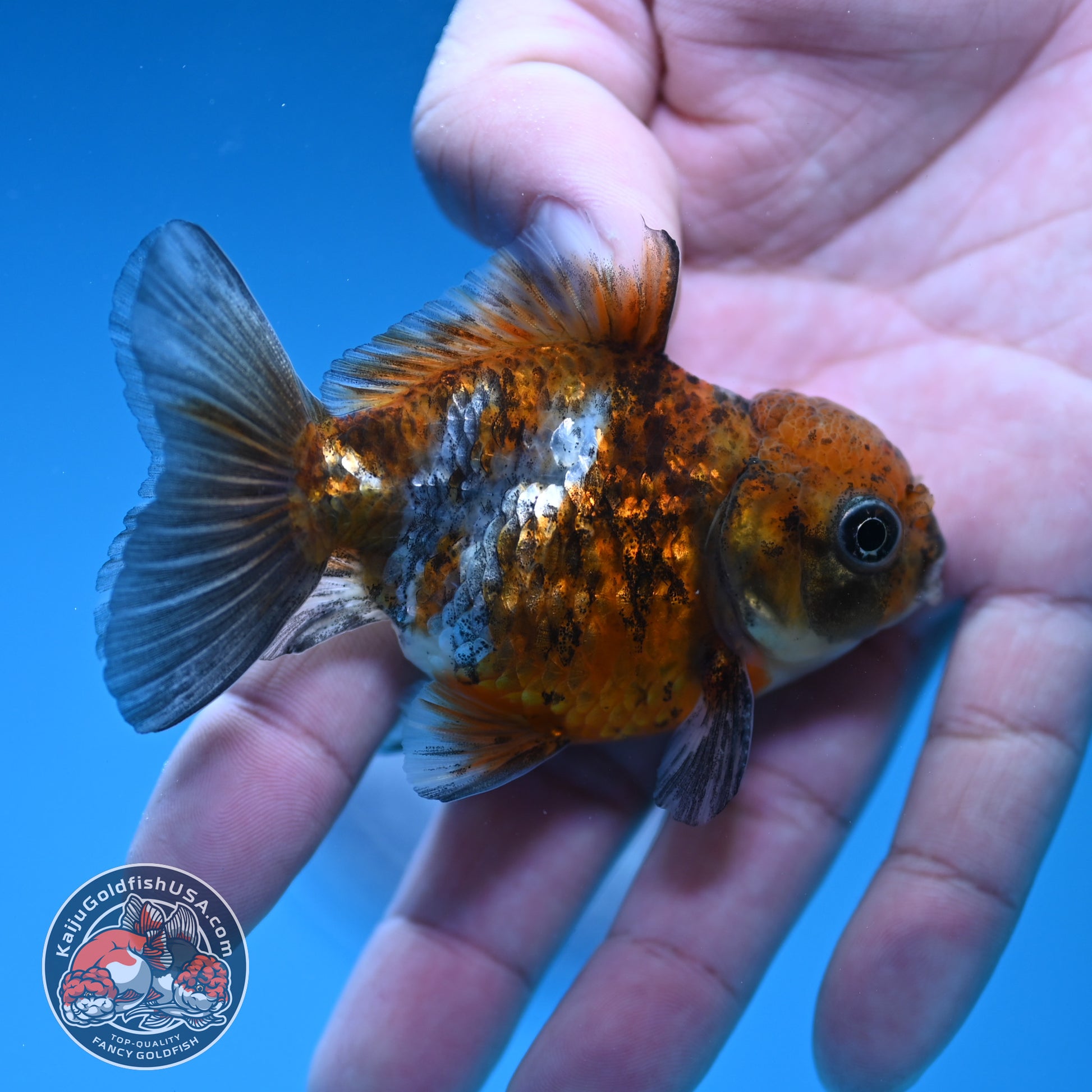 Shogun Juvenile Blue Based Oranda 3 inch Body (251205_OR04)