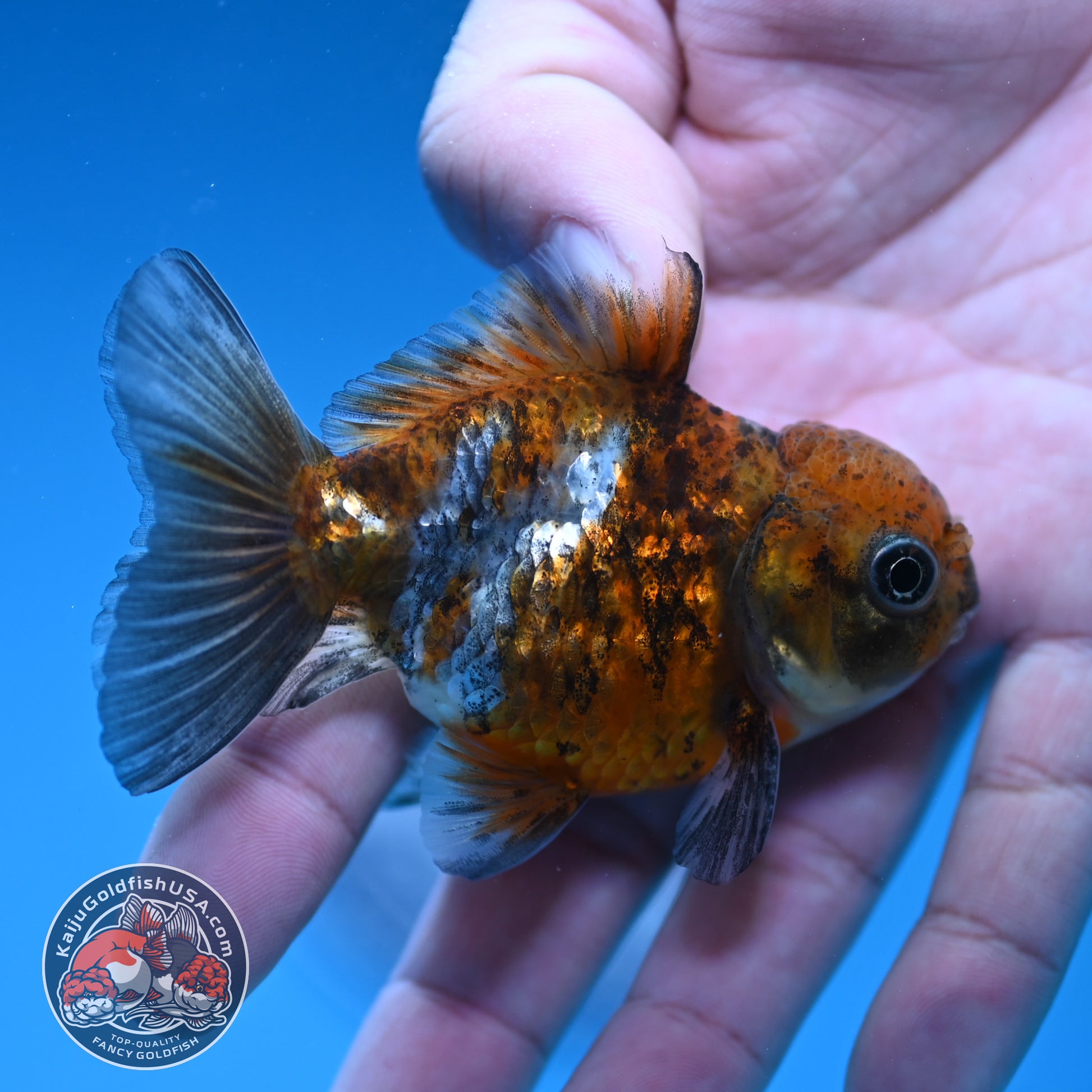 Shogun Juvenile Blue Based Oranda 3 inch Body (251205_OR04)