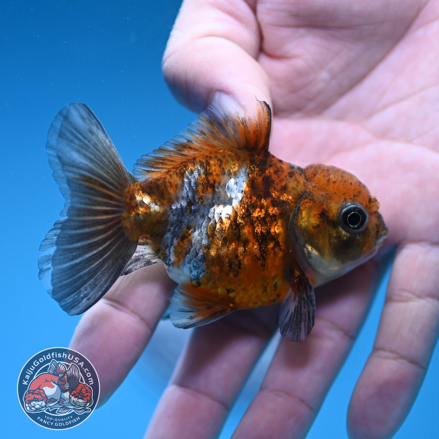 Shogun Juvenile Blue Based Oranda 3 inch Body (251205_OR04)