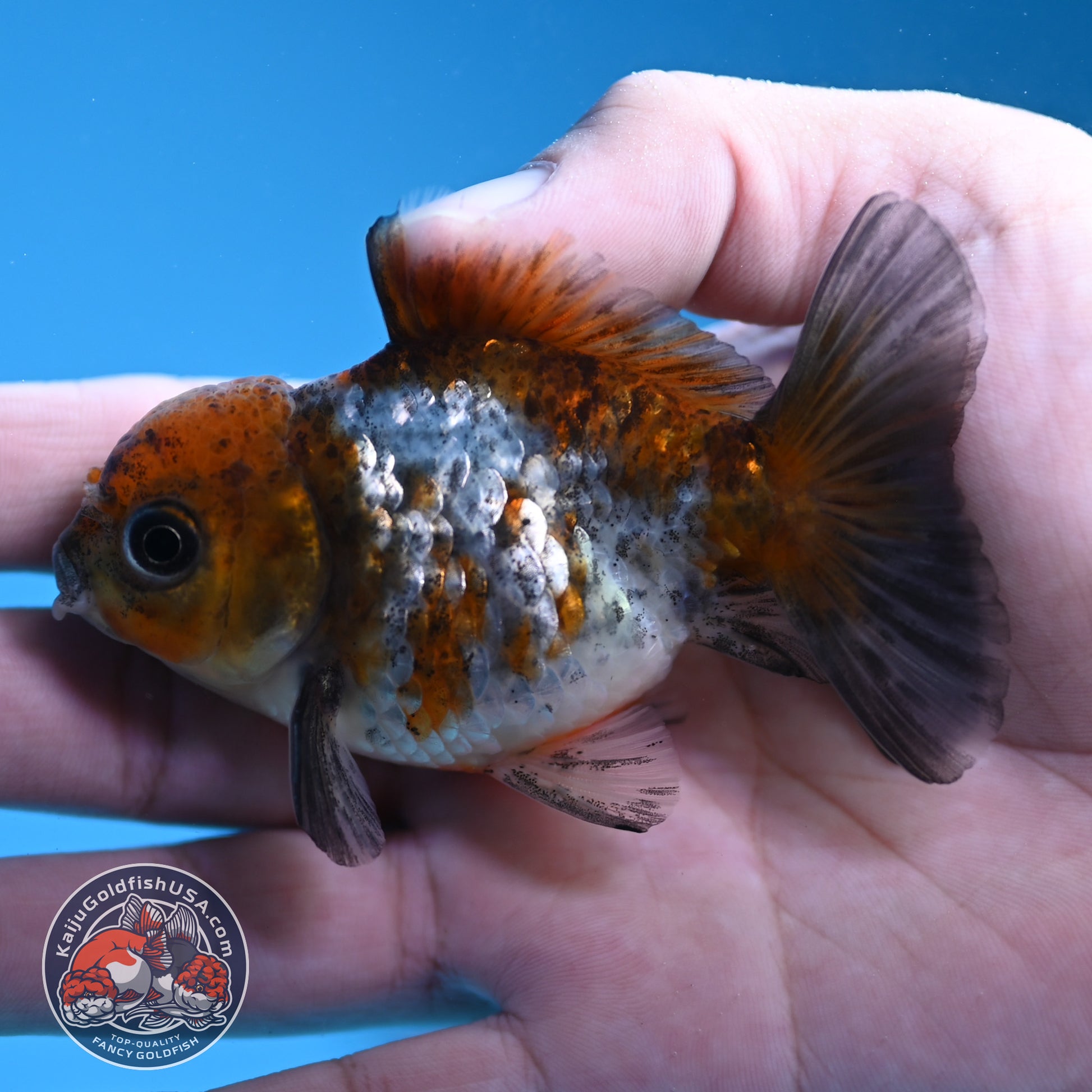 Shogun Juvenile Blue Based Oranda 3 inch Body (251205_OR04)