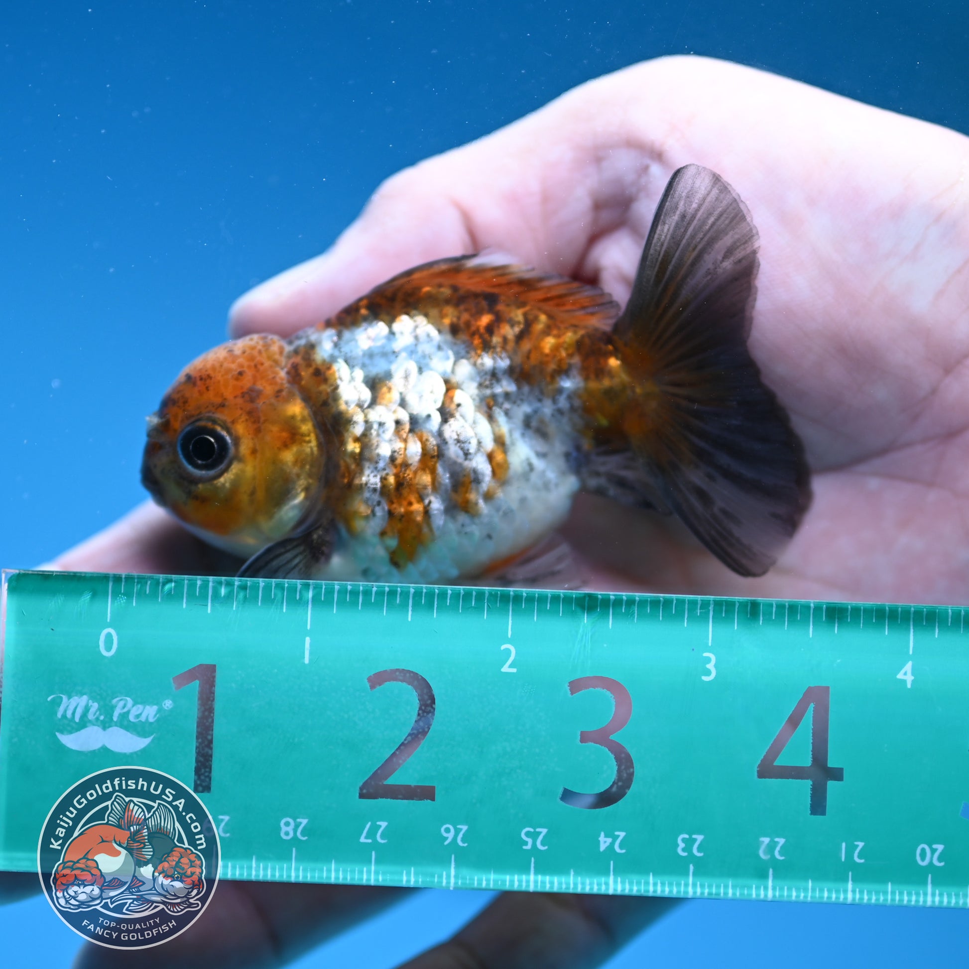 Shogun Juvenile Blue Based Oranda 3 inch Body (251205_OR04)