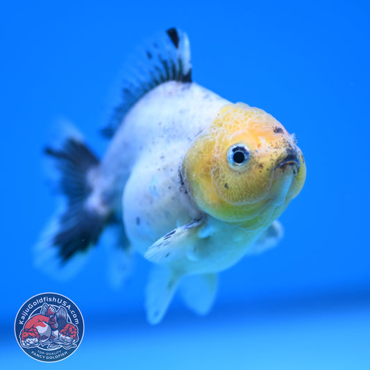 Shogun Juvenile Blue Based Oranda 3.2 inch Body (251205_OR09)