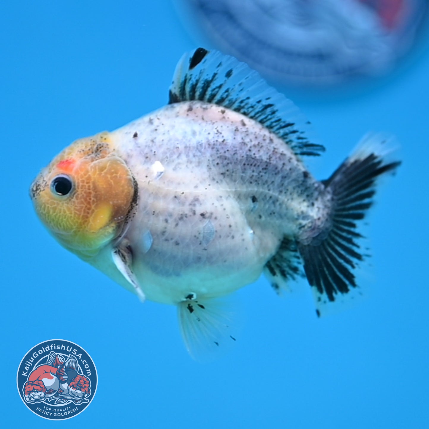 Shogun Juvenile Blue Based Oranda 3.2 inch Body (251205_OR09)
