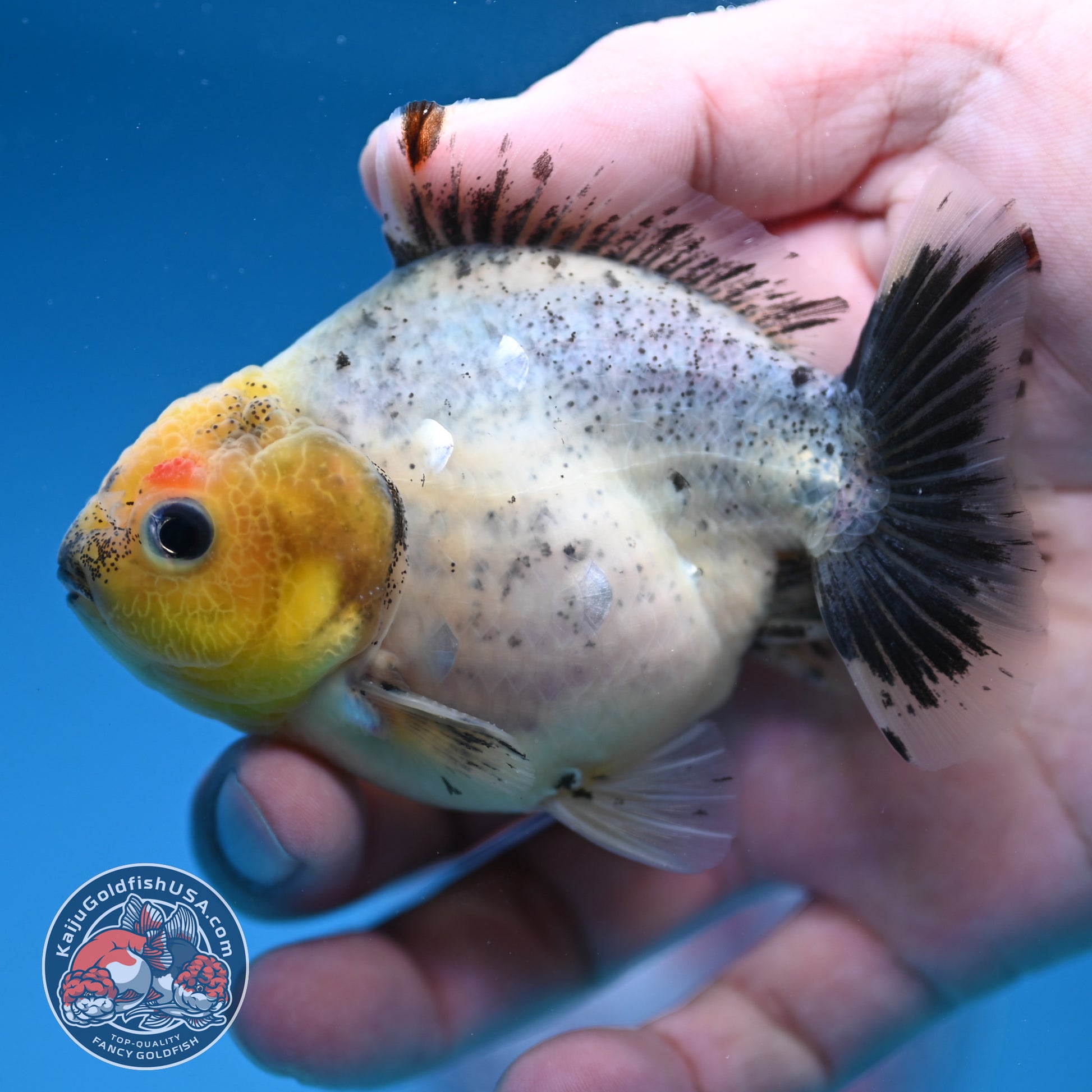 Shogun Juvenile Blue Based Oranda 3.2 inch Body (251205_OR09)