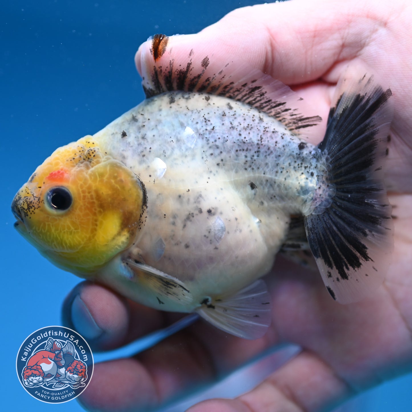 Shogun Juvenile Blue Based Oranda 3.2 inch Body (251205_OR09)