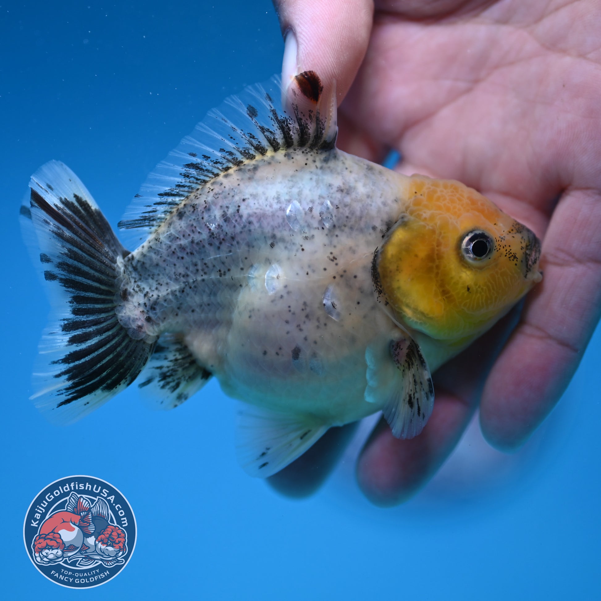 Shogun Juvenile Blue Based Oranda 3.2 inch Body (251205_OR09)