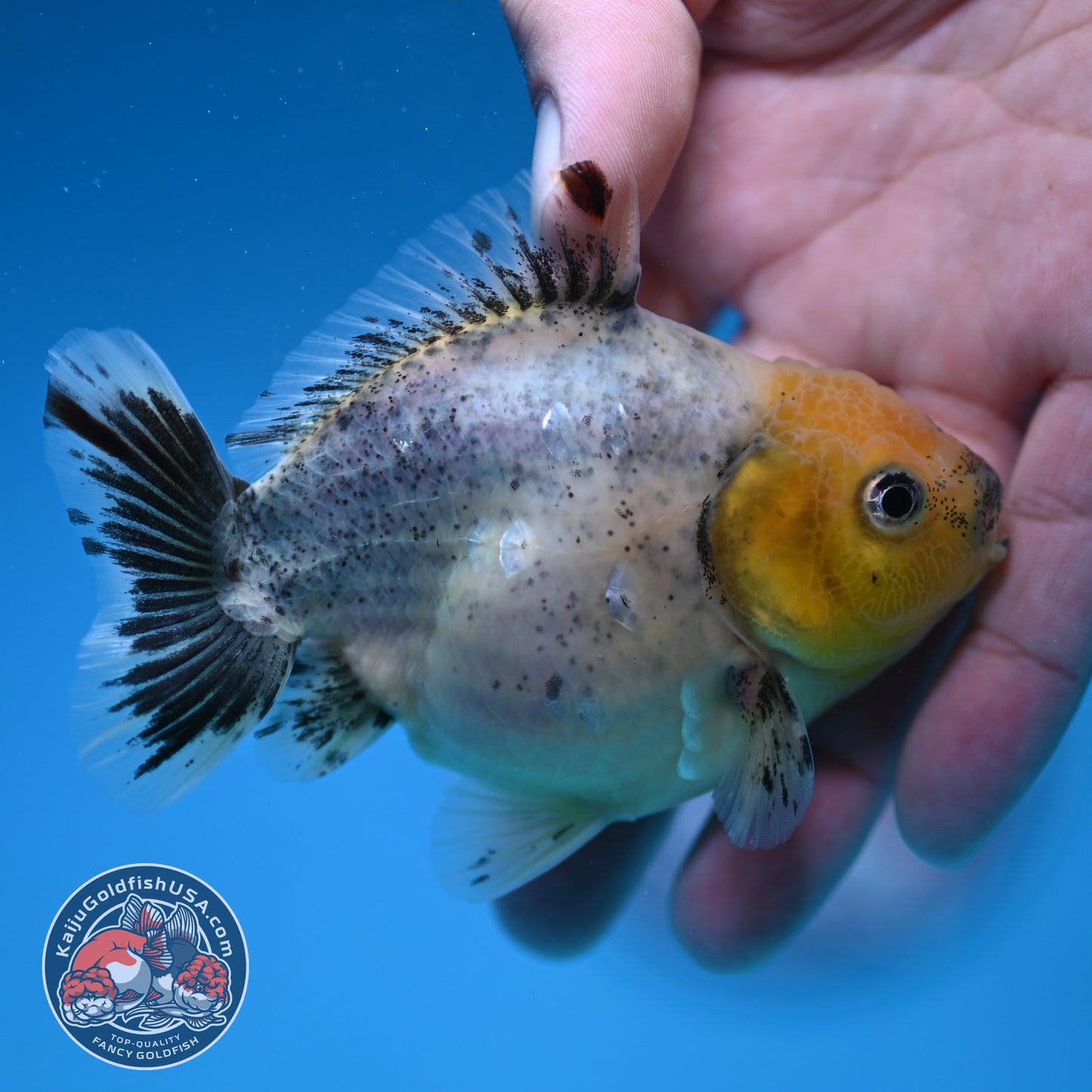 Shogun Juvenile Blue Based Oranda 3.2 inch Body (251205_OR09)