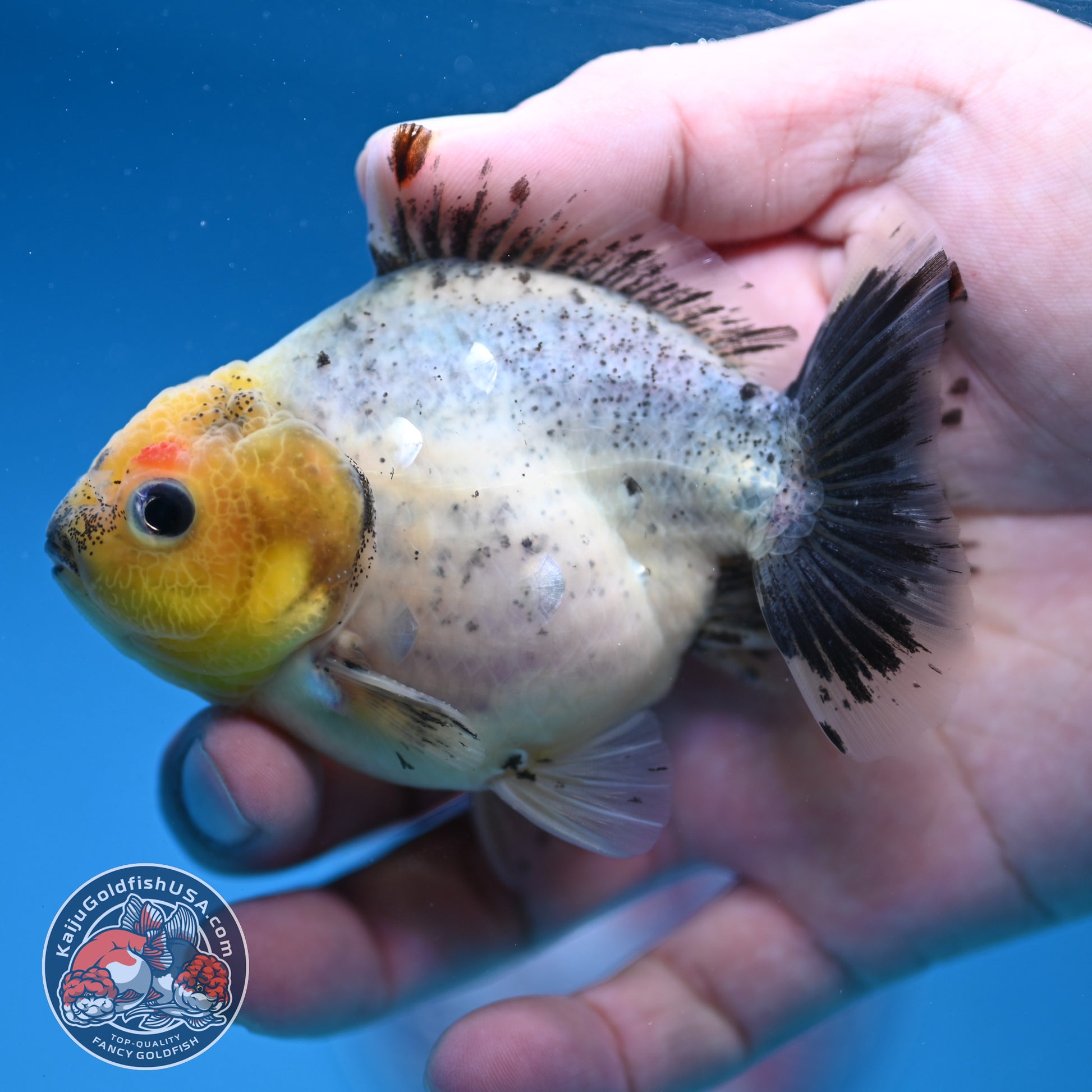 Shogun Juvenile Blue Based Oranda 3.2 inch Body (251205_OR09)